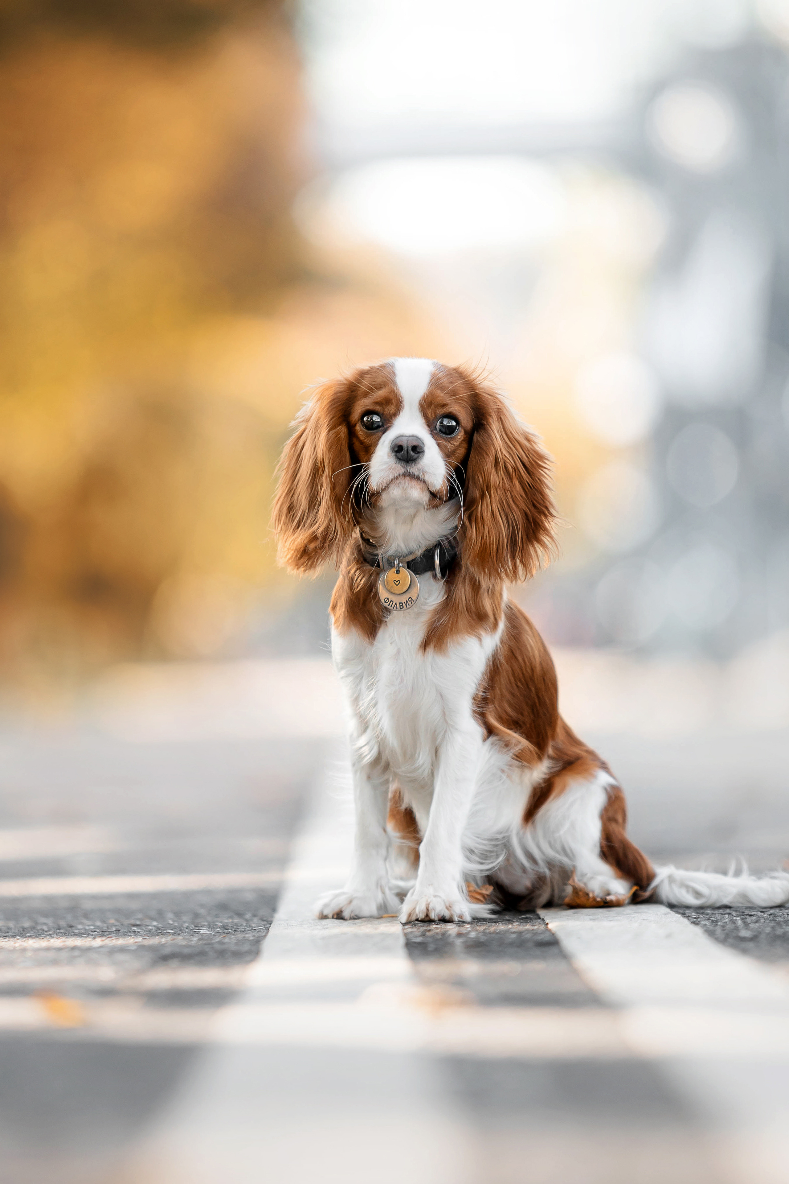 Фотосессия с собакой Флаффи в Москве