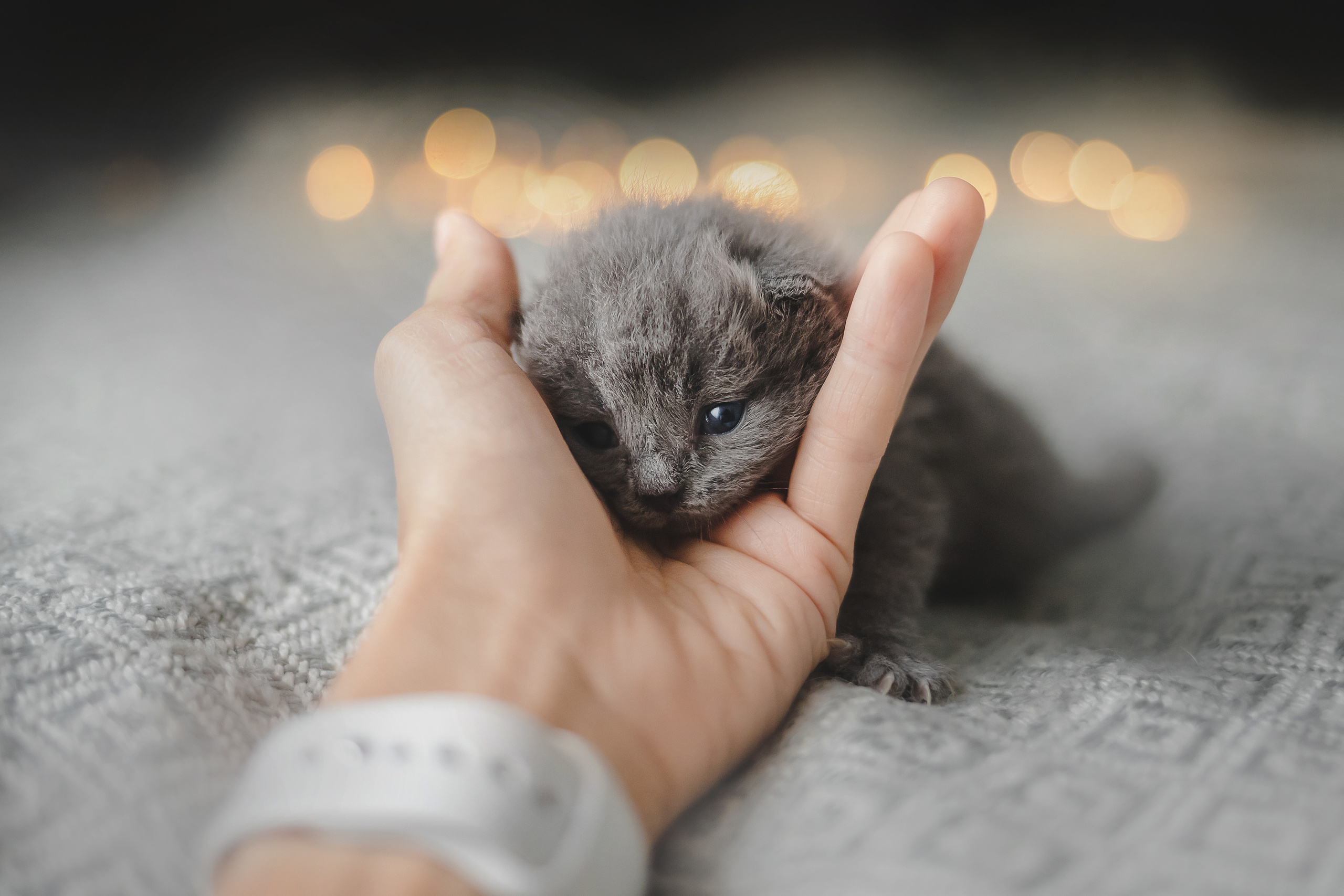 Фотосессия для новорожденных котят