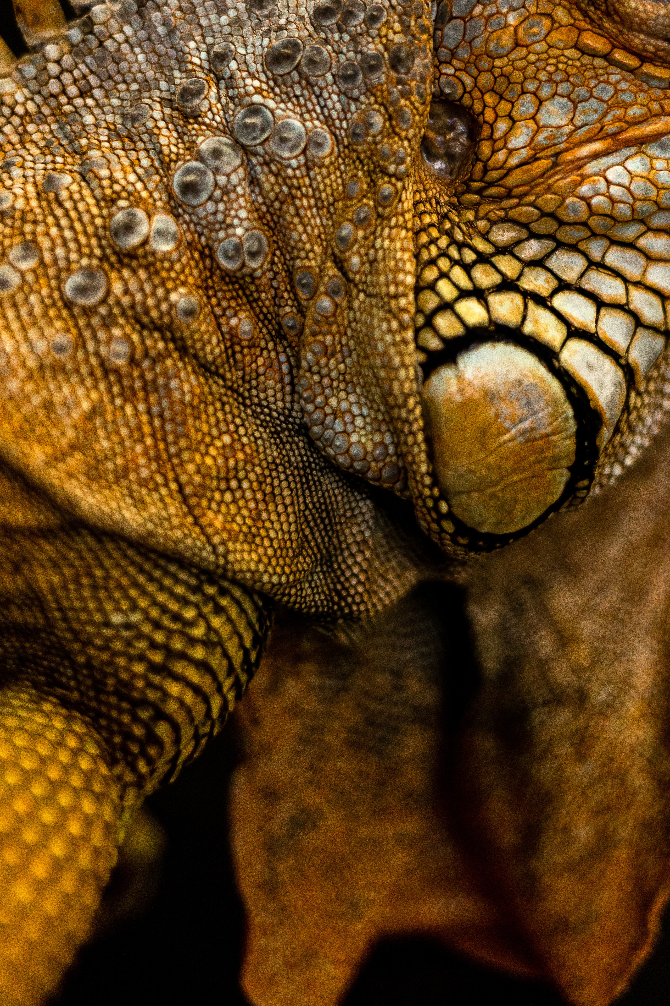 Фотосессия игуаны Иги