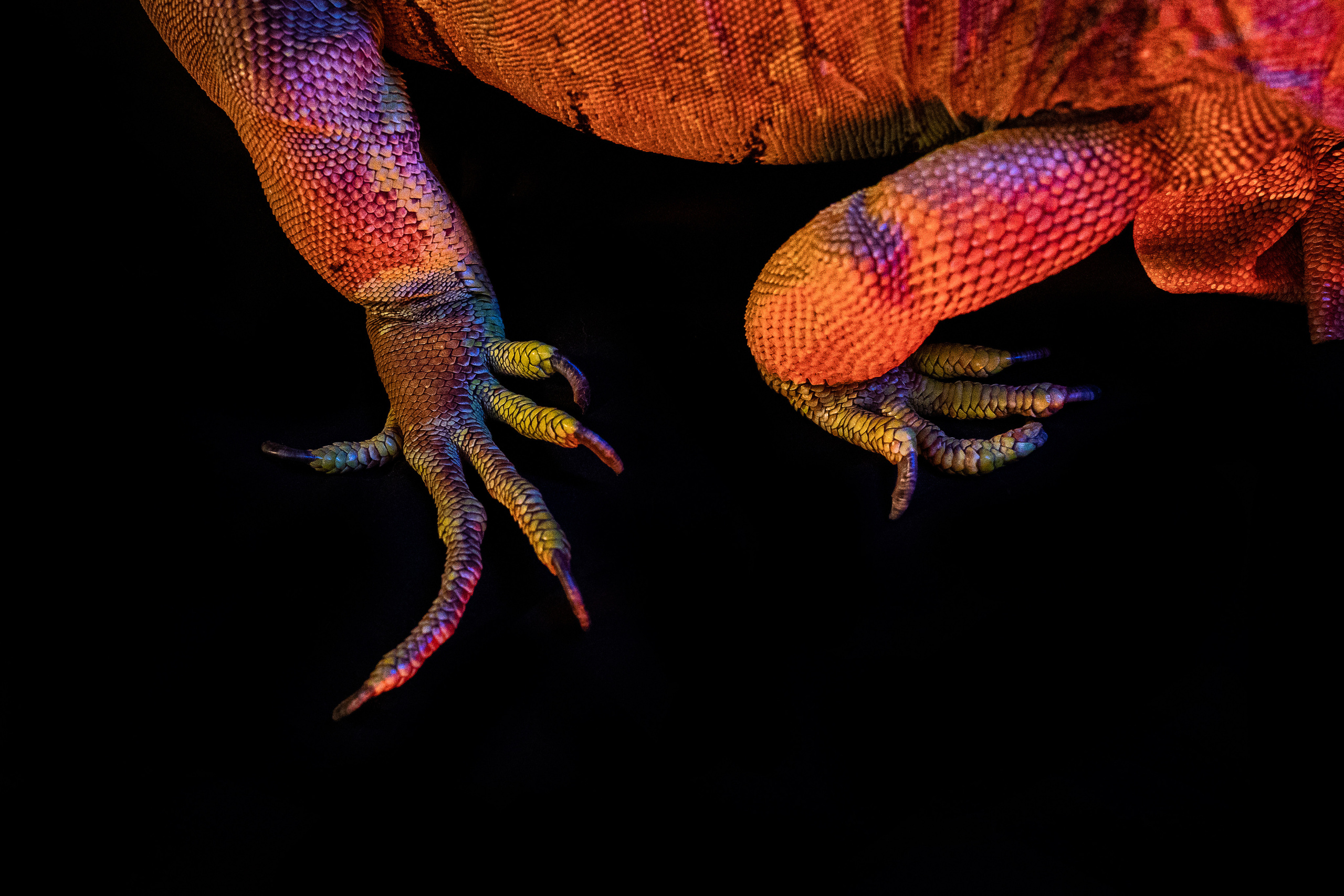 Фотосессия игуаны Иги