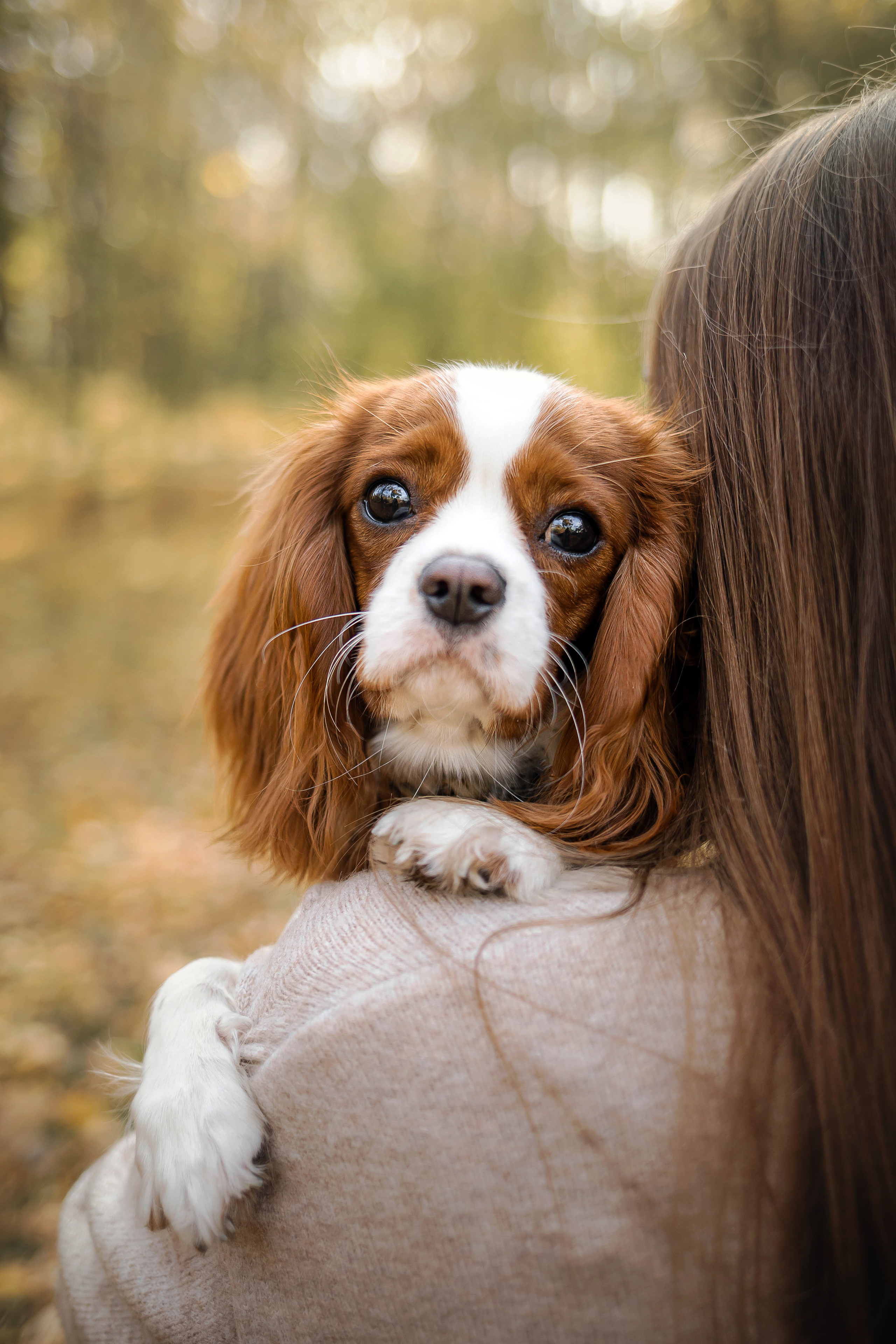 Фотосессия с собакой Флаффи в Москве