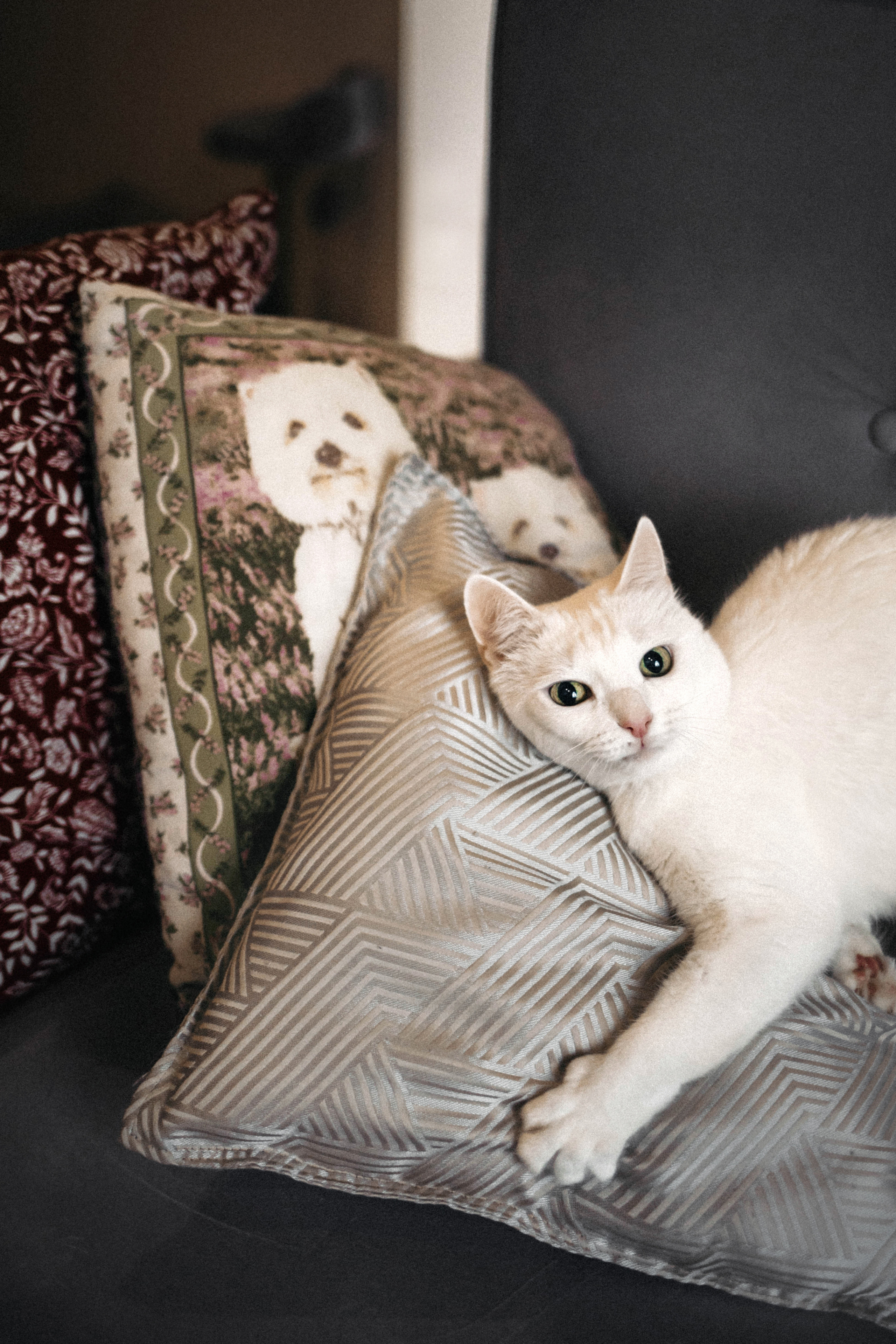 Фотосессия для кота в интерьере
