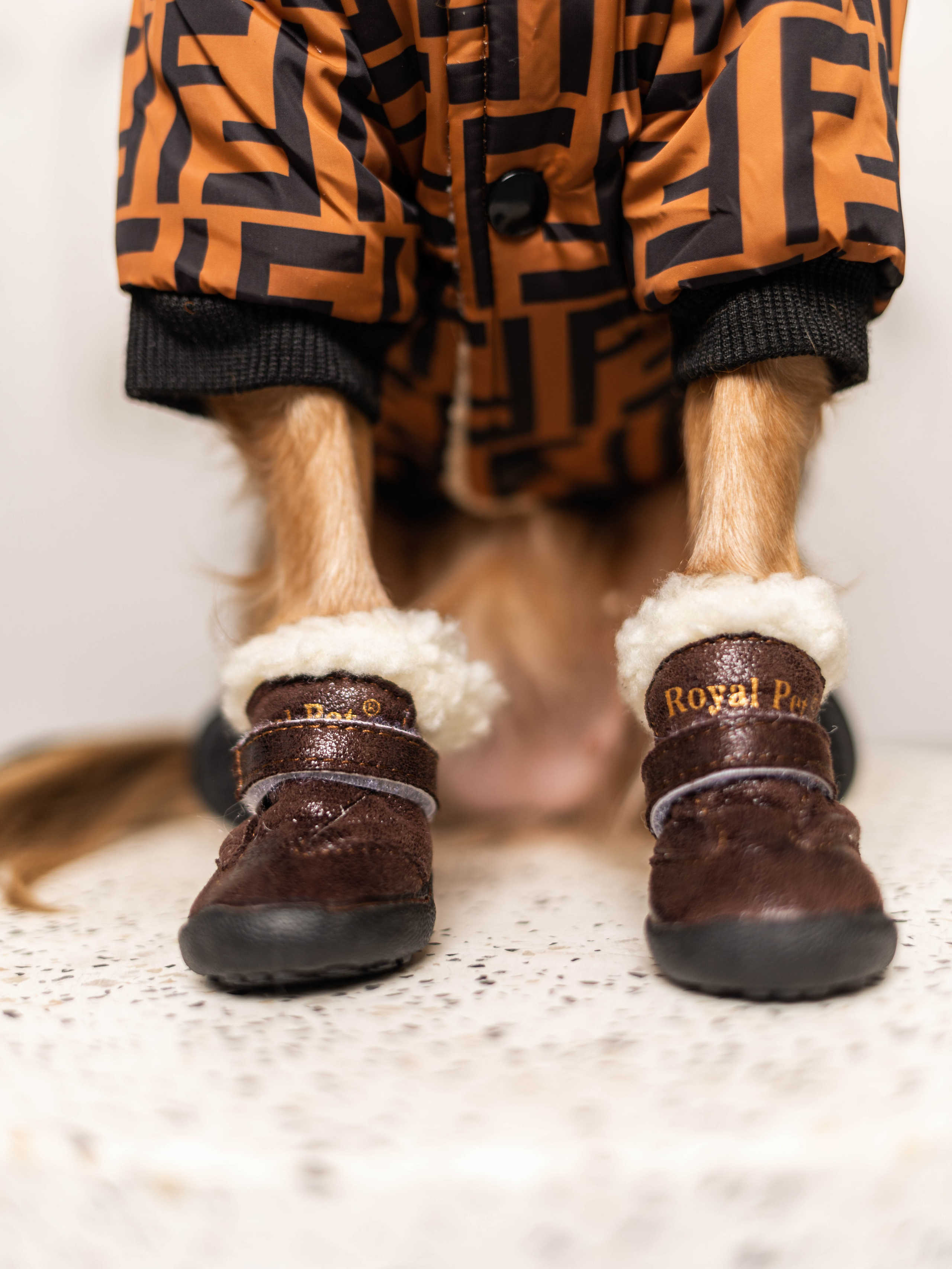 Фотосессия для каталога собачьих товаров на Wildberries