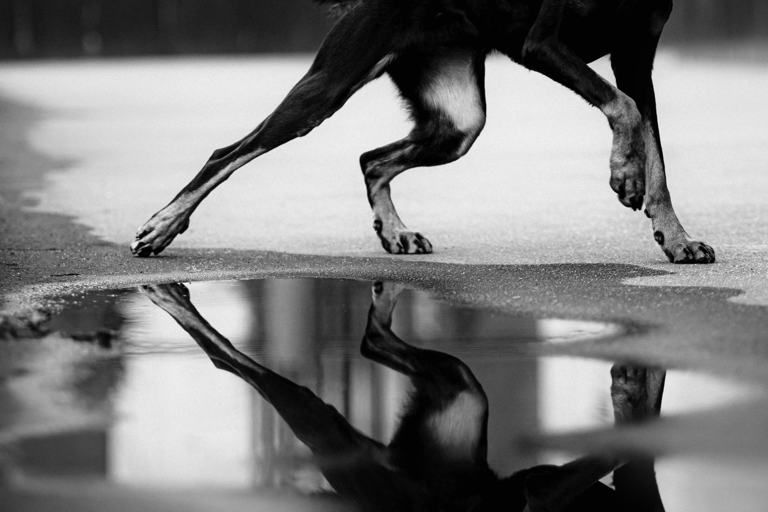 Настя и Флай