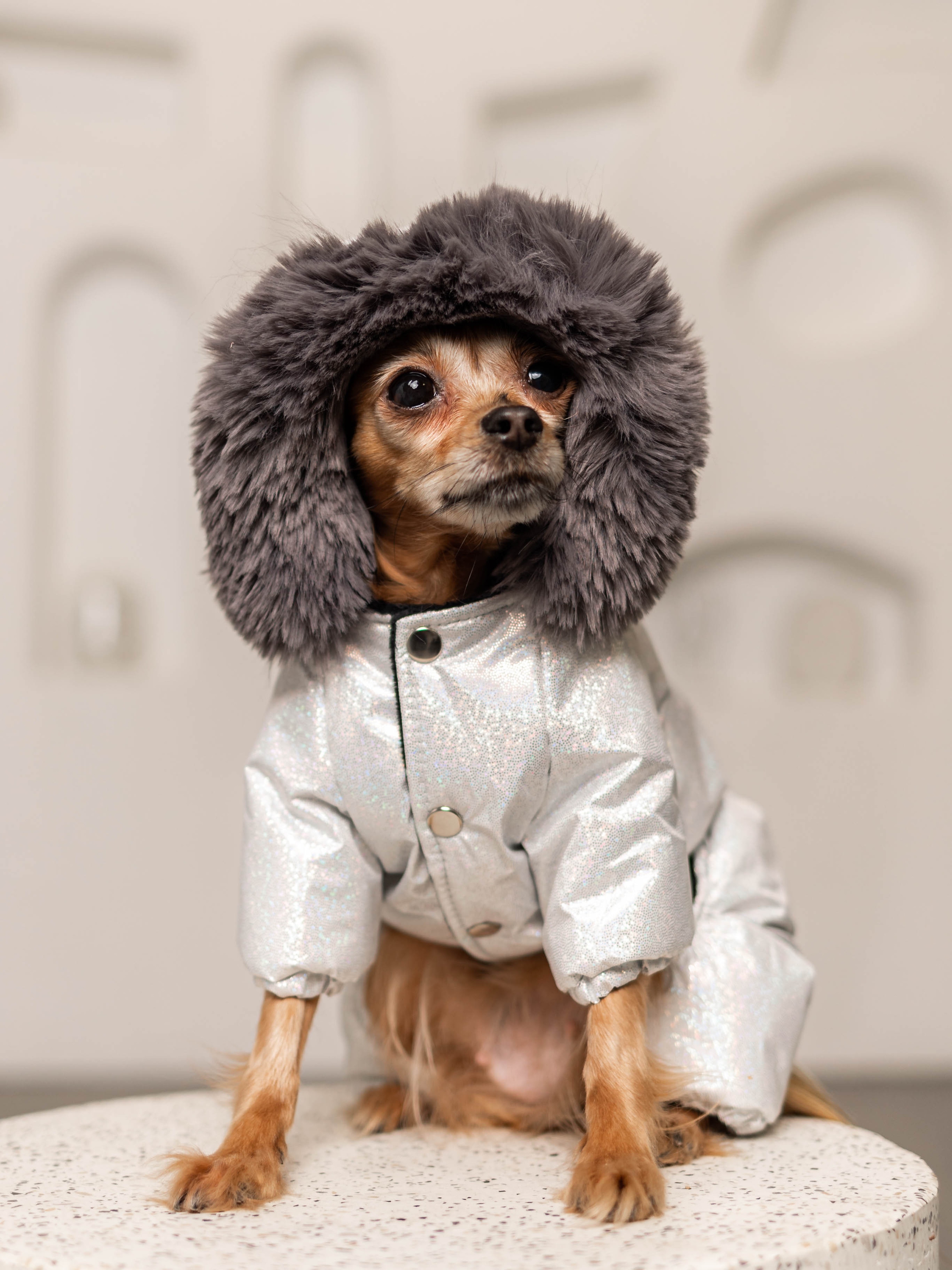 Фотосессия для каталога собачьих товаров на Wildberries