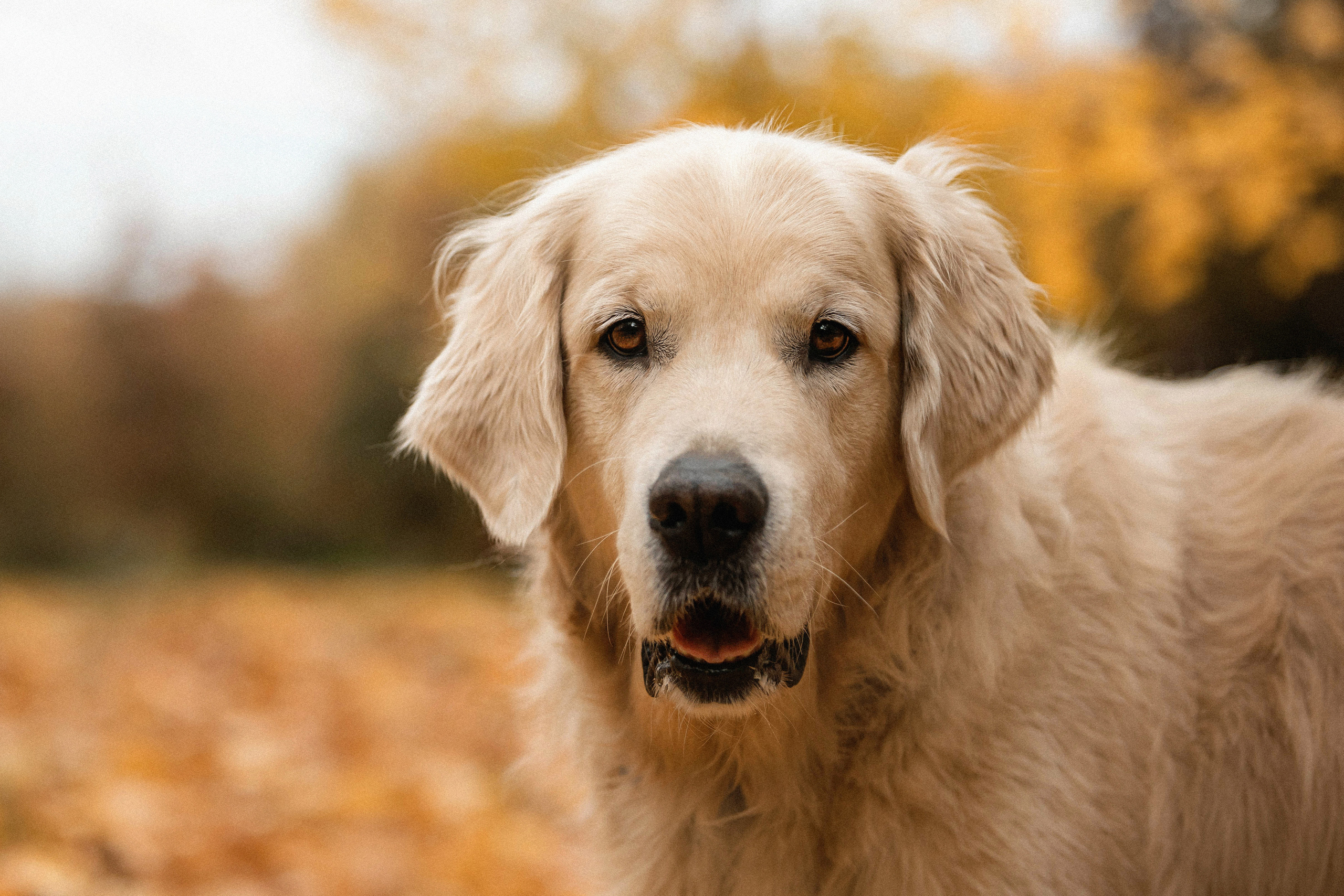 Фотосессия с золотистым ретривером Мартином в Москве