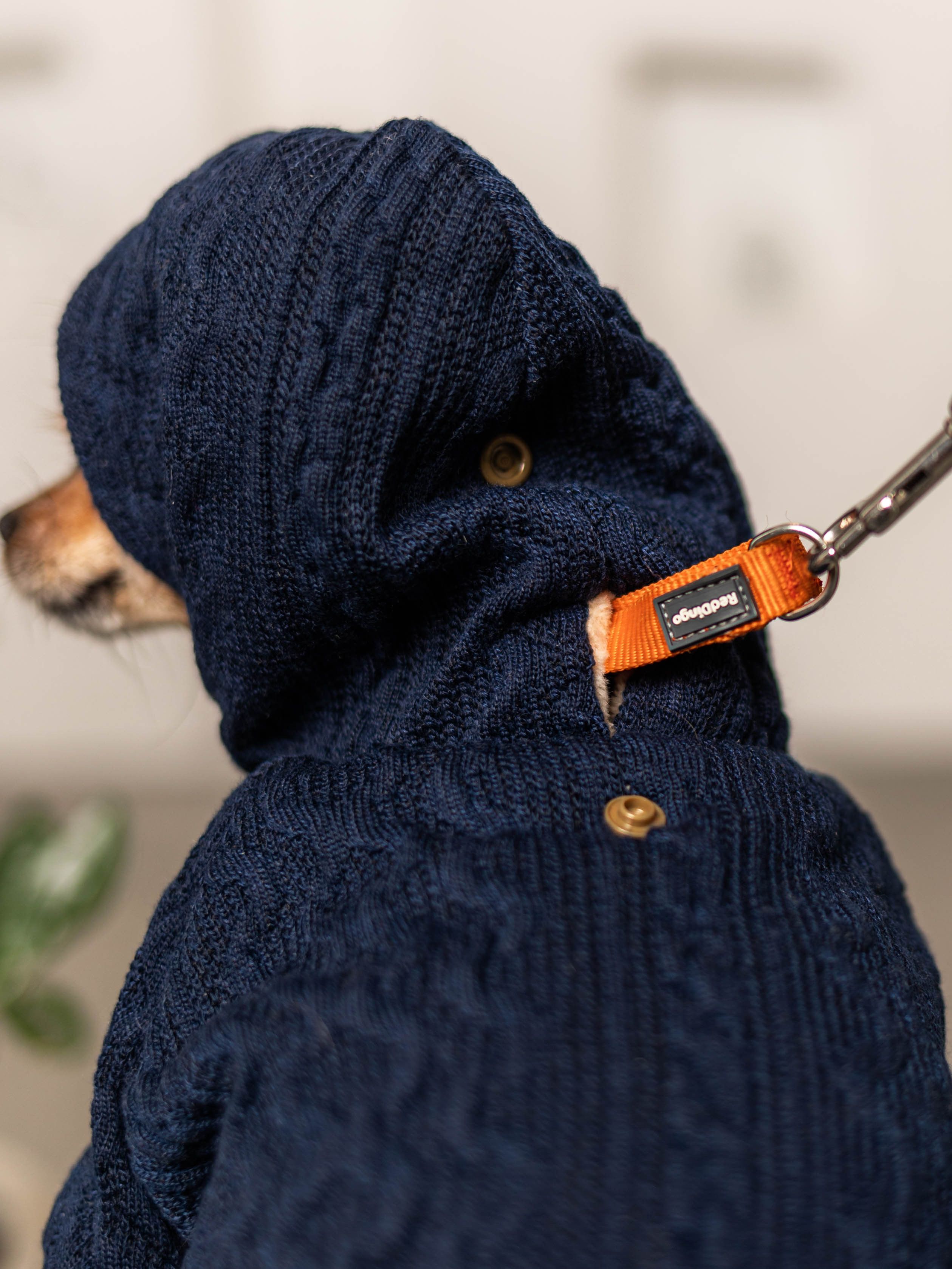 Фотосессия для каталога собачьих товаров на Wildberries