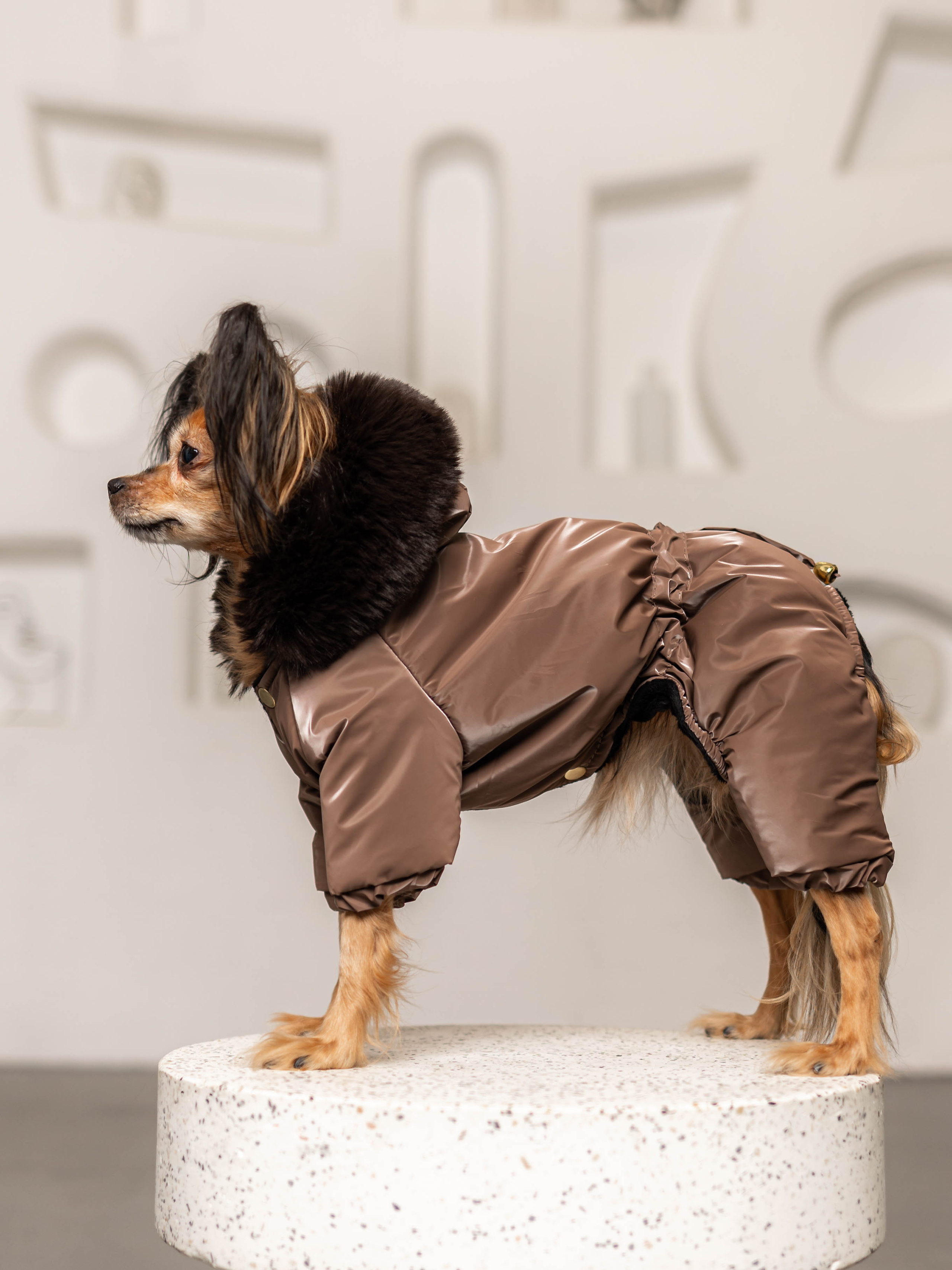 Фотосессия для каталога собачьих товаров на Wildberries