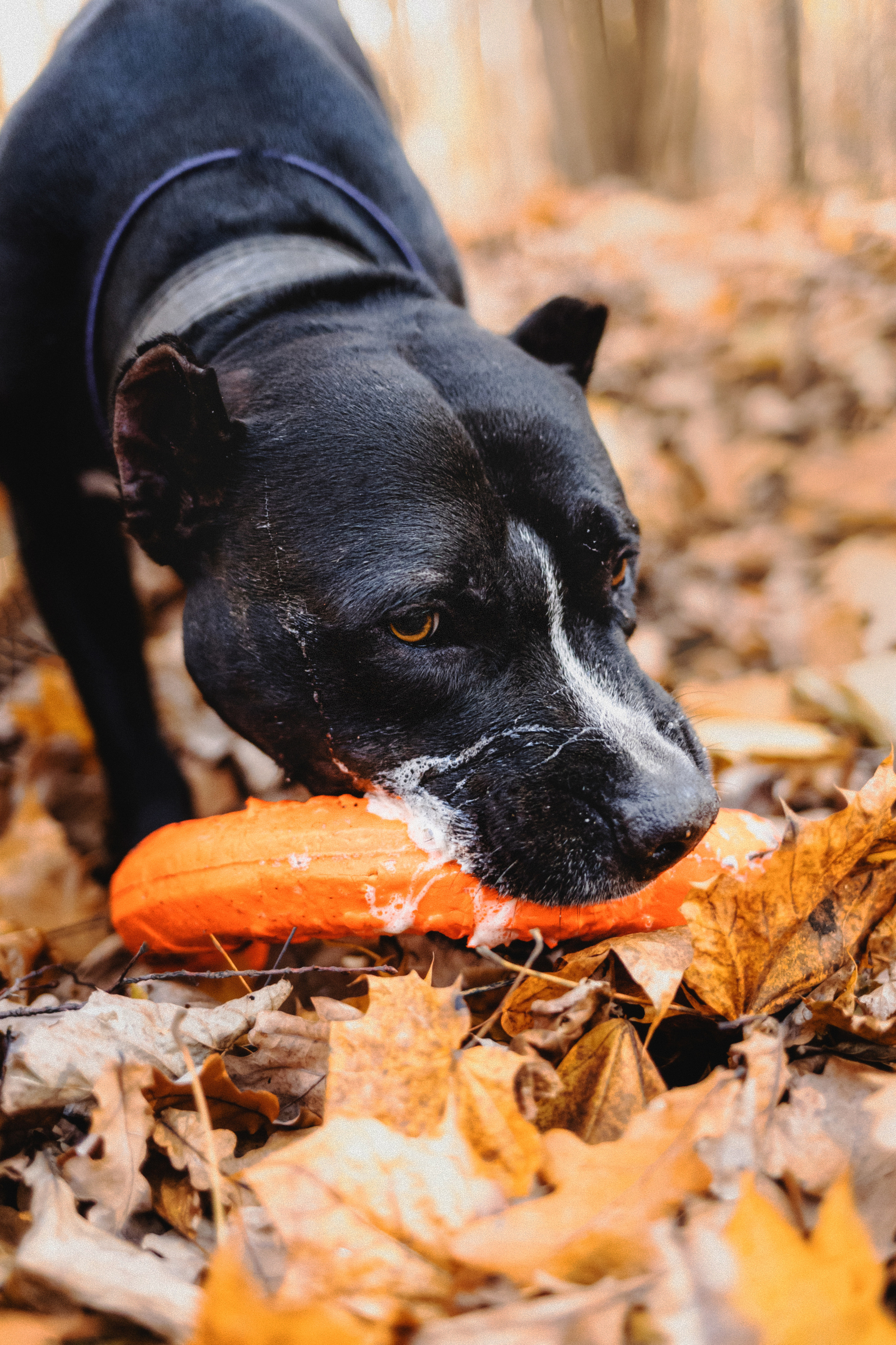 Фотосессия с собаками Камю и Афина в Москве