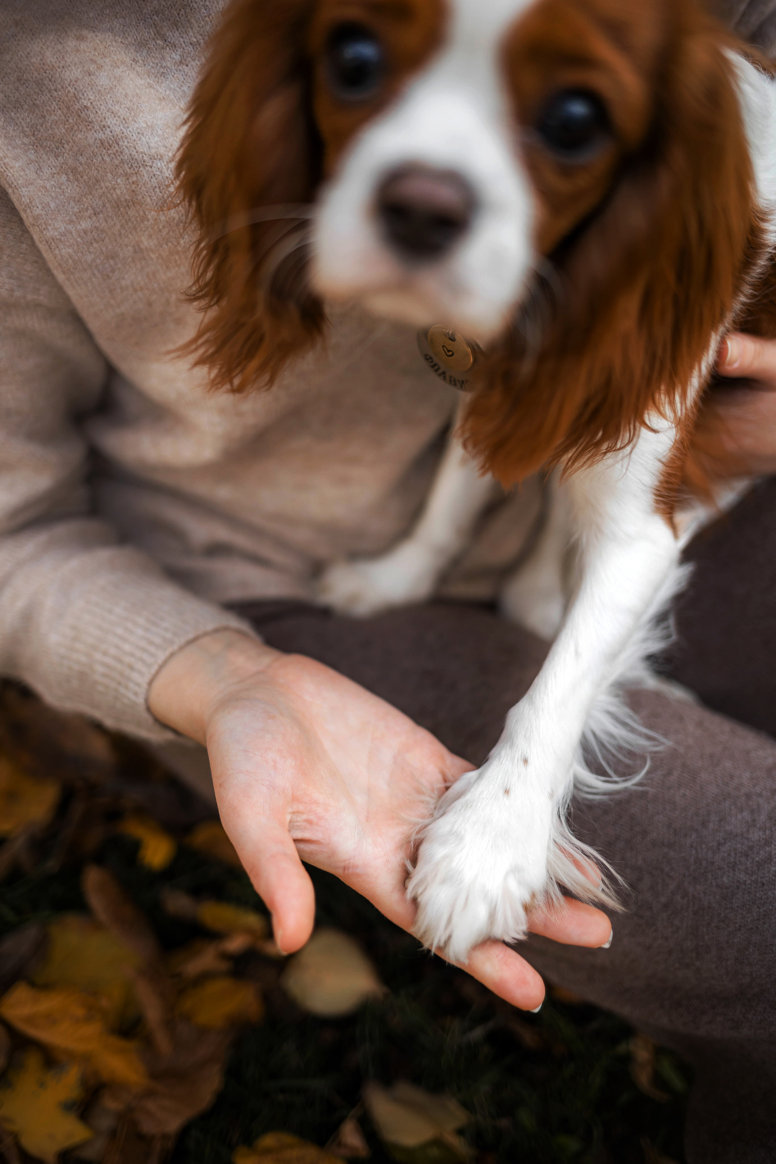 Фотосессия с собакой Флаффи в Москве