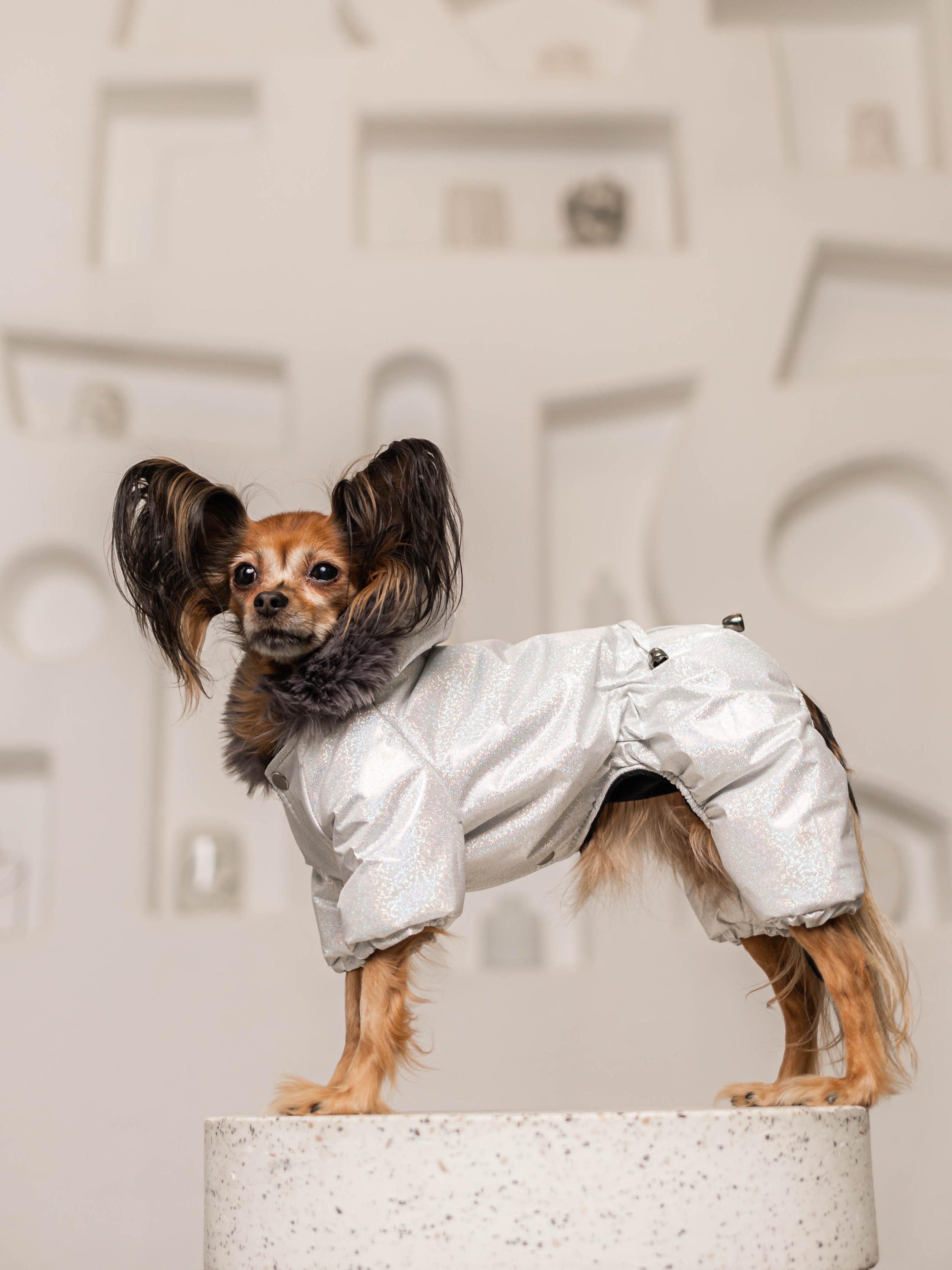 Фотосессия для каталога собачьих товаров на Wildberries