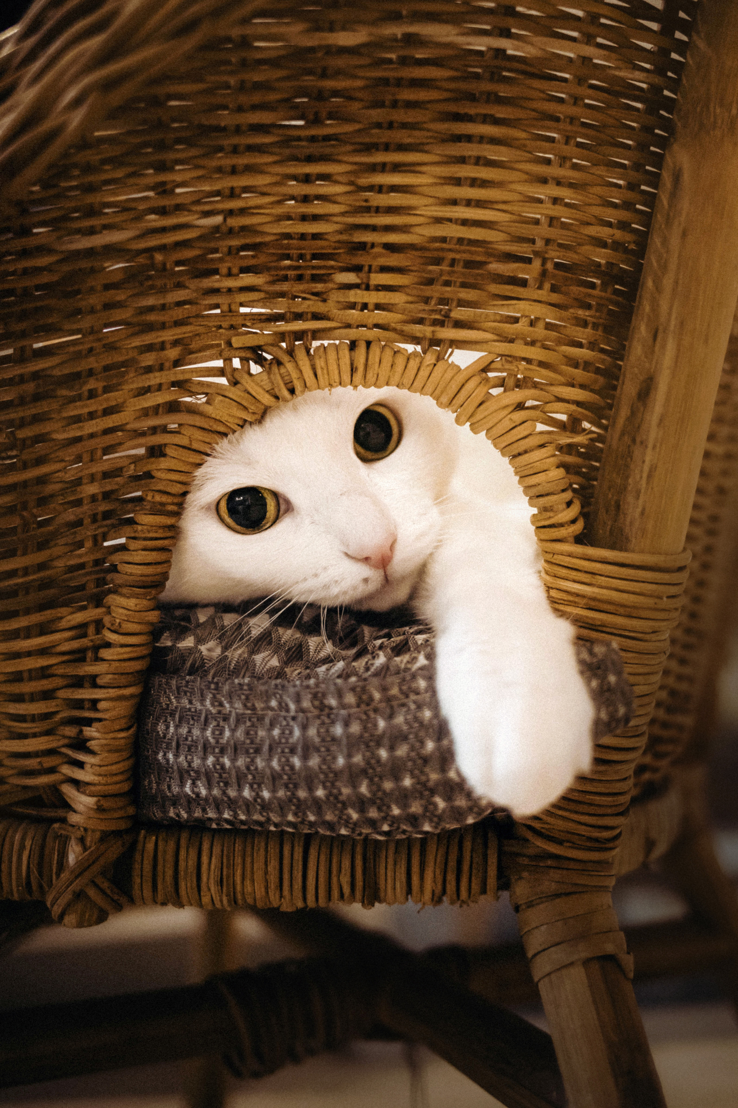 Фотосессия для кота в интерьере