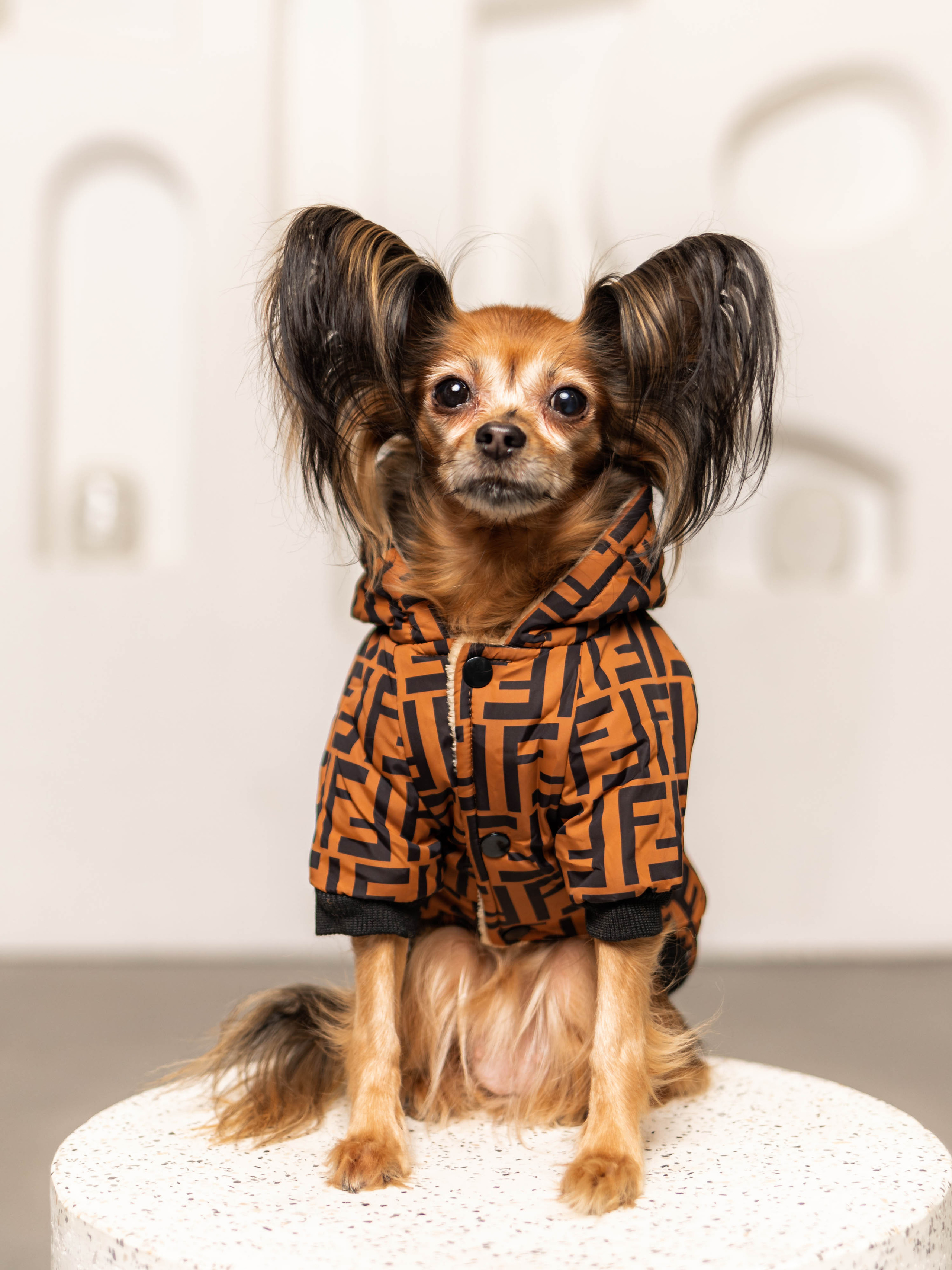 Фотосессия для каталога собачьих товаров на Wildberries