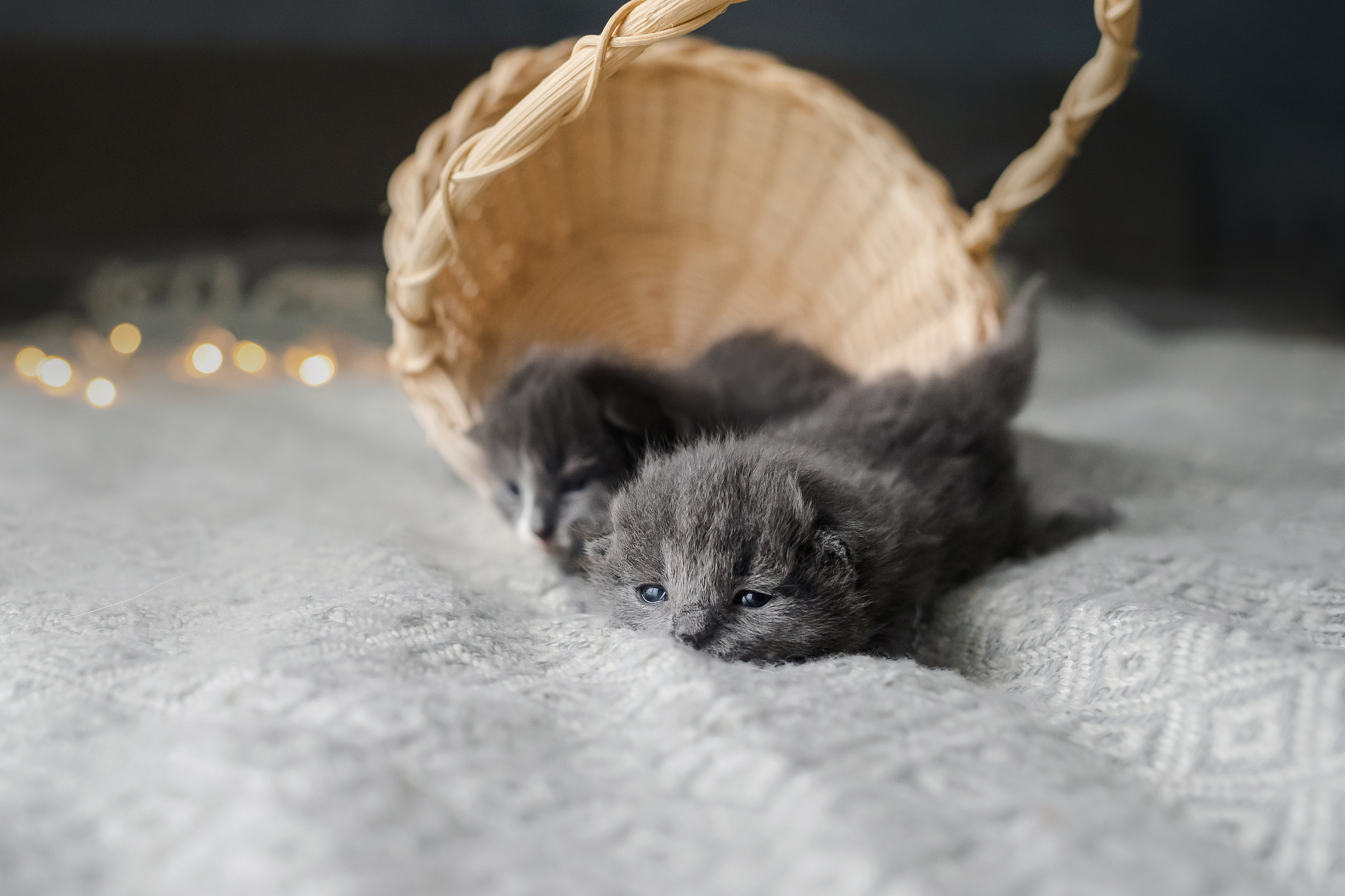 Фотосессия для новорожденных котят