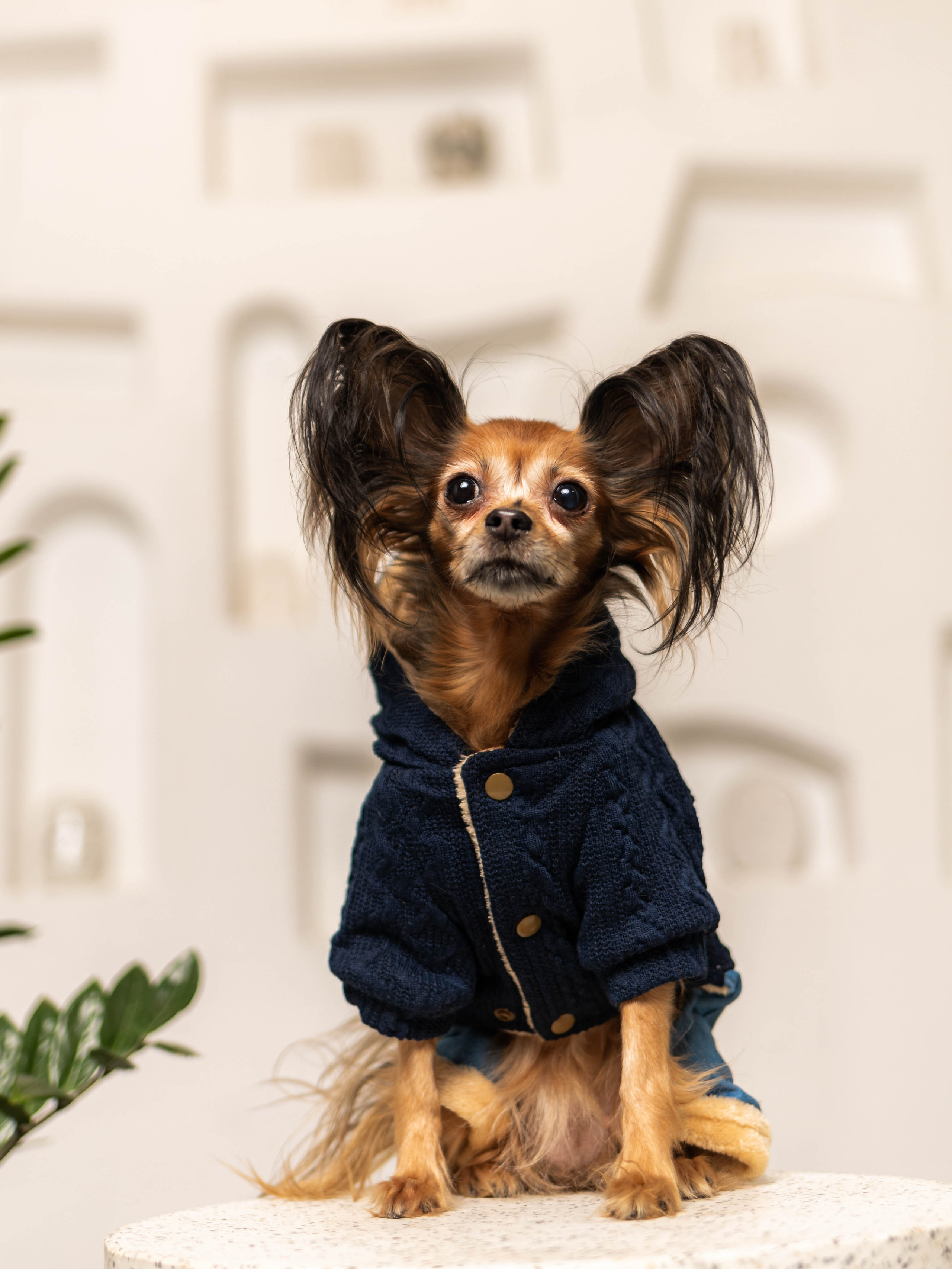 Фотосессия для каталога собачьих товаров на Wildberries