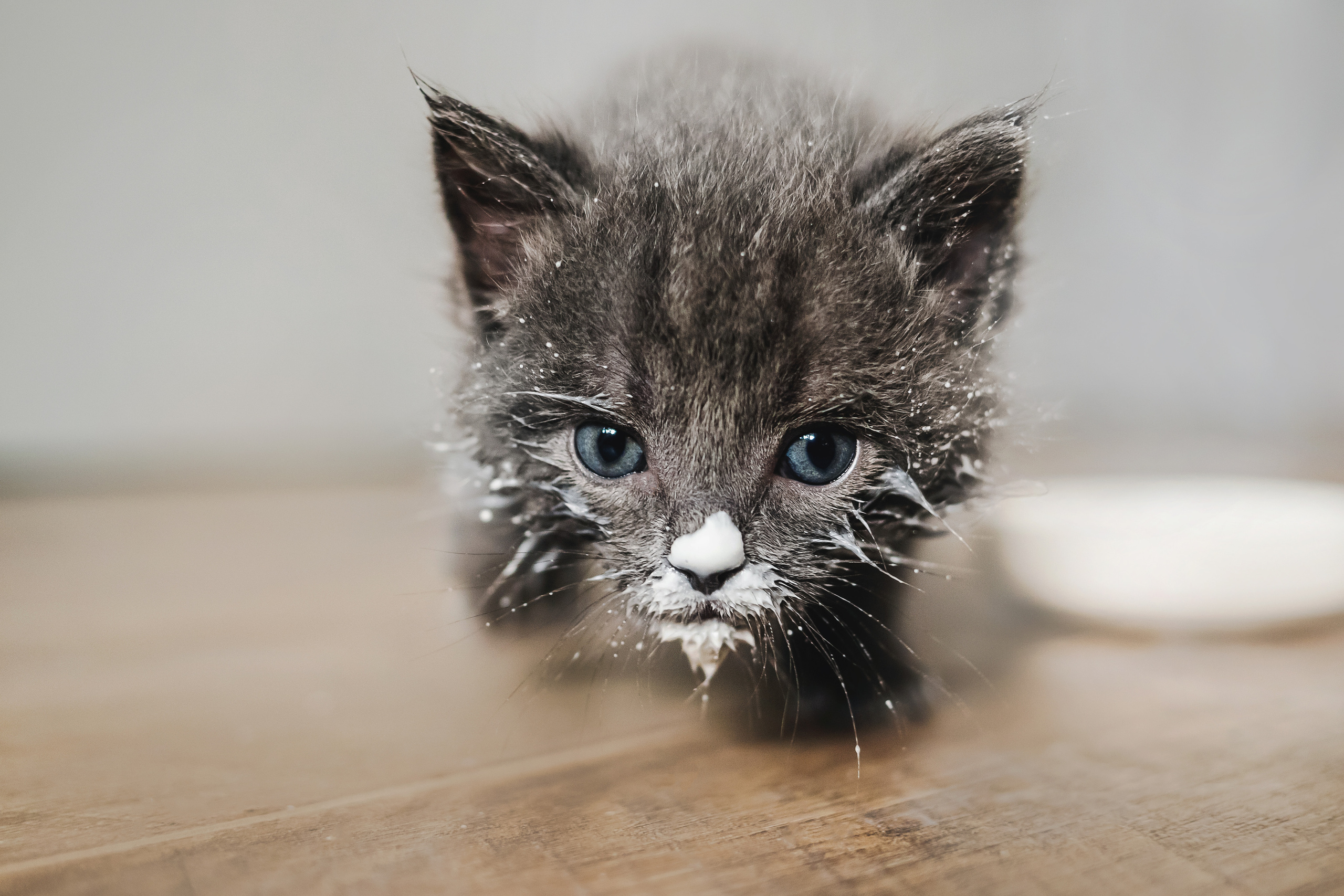 Фотосессия для новорожденных котят