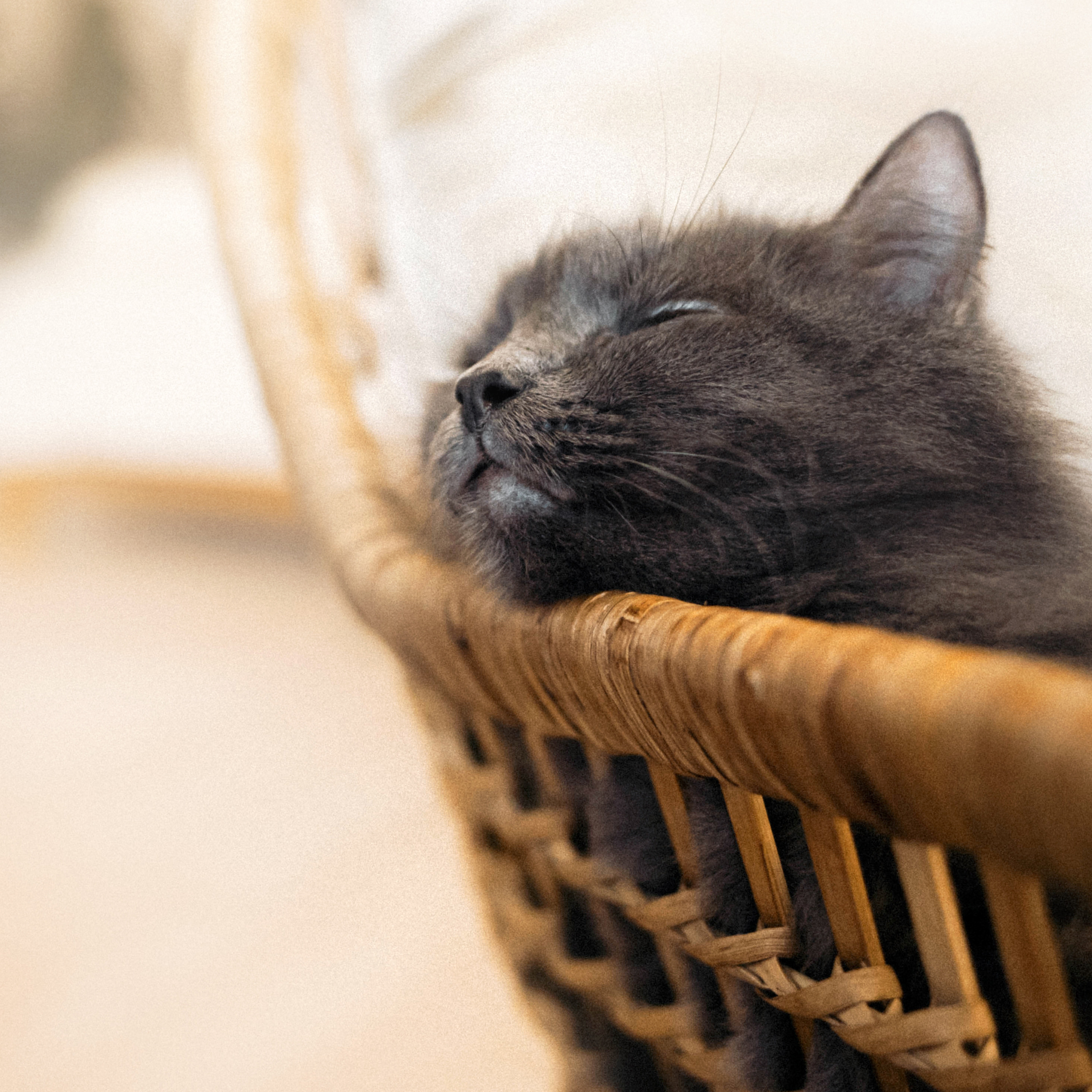 Фотосессия для кота в интерьере