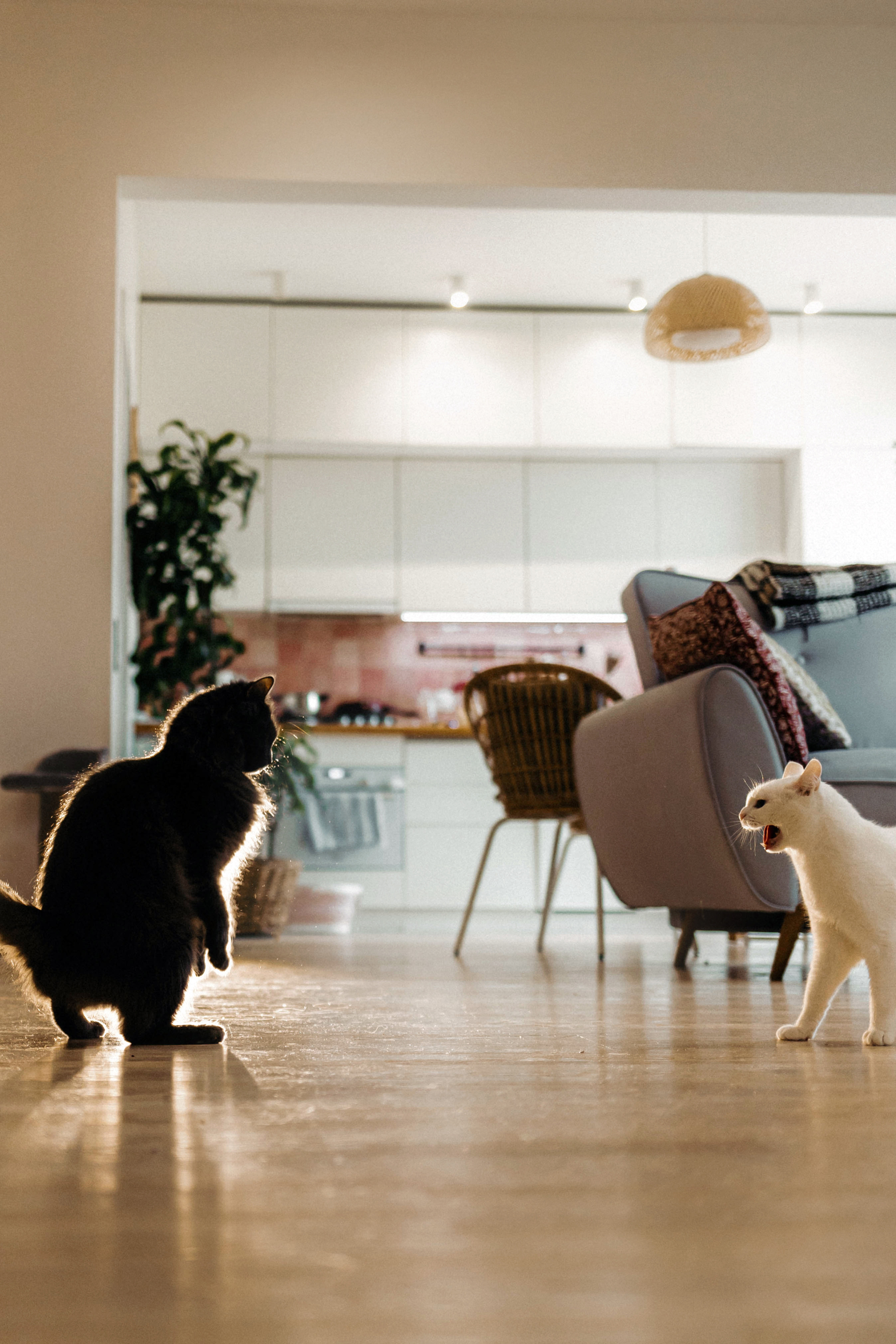 Фотосессия для кота в интерьере