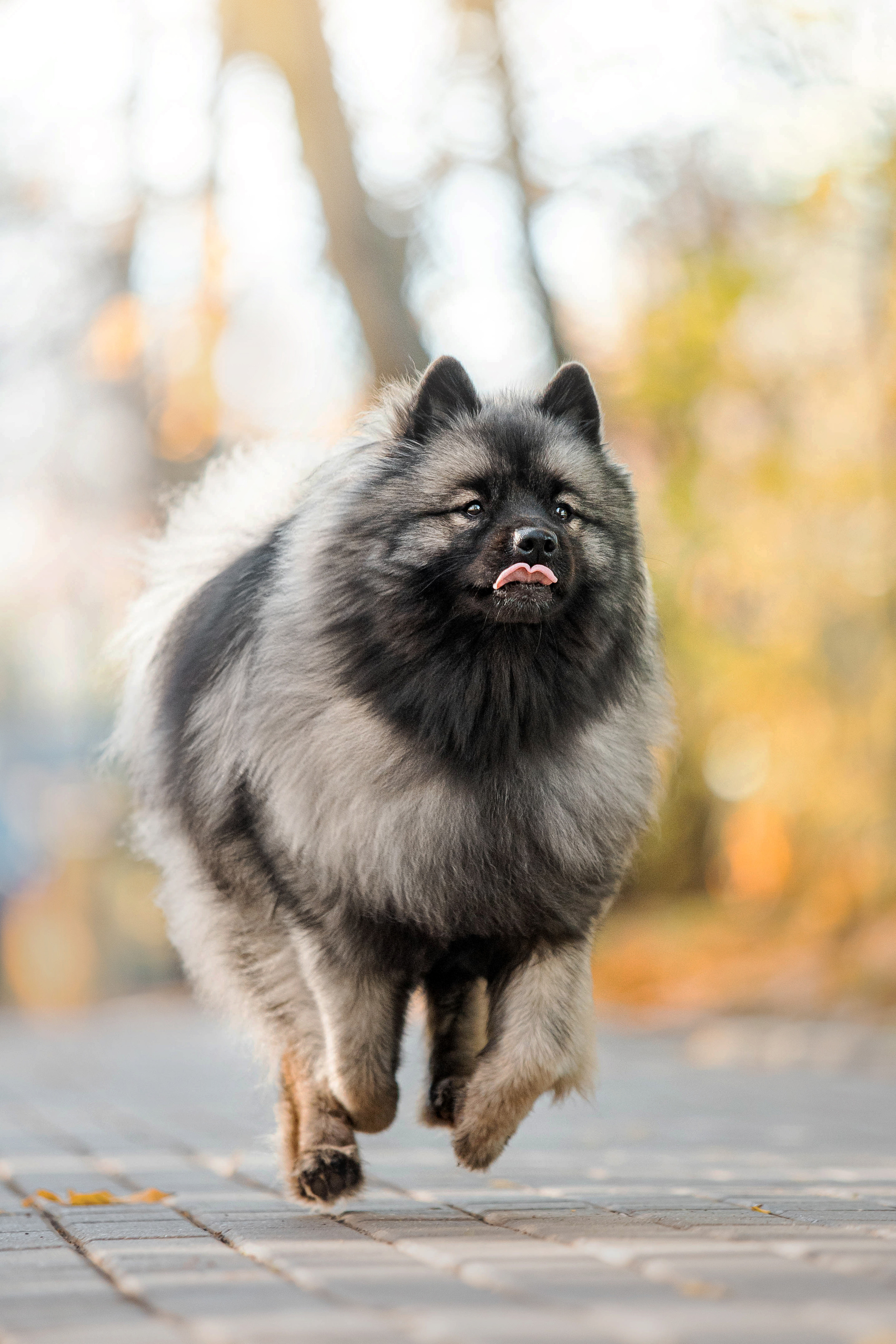 Фотосессия с собакой Чарой в Москве
