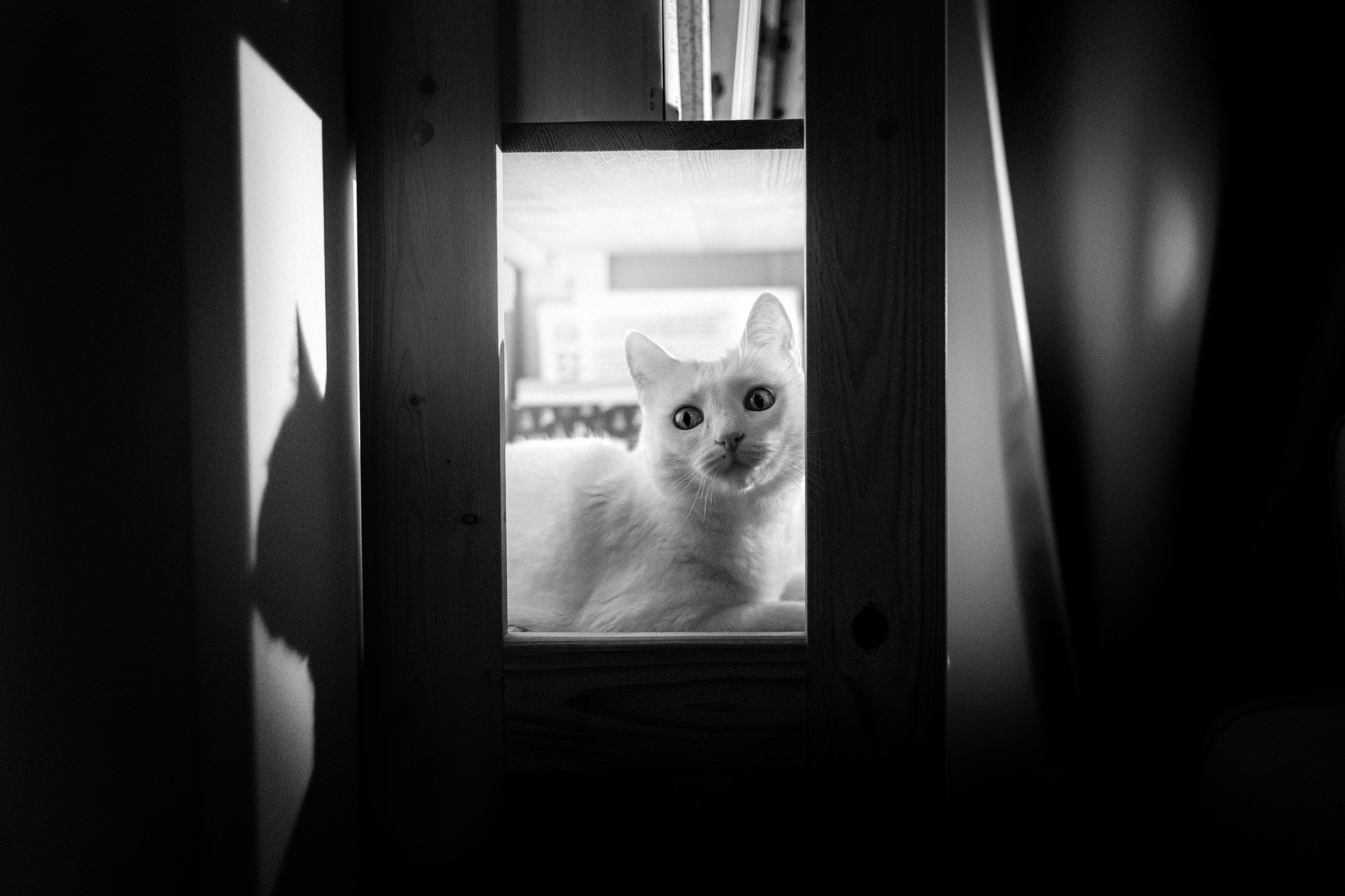 Фотосессия для кота в интерьере