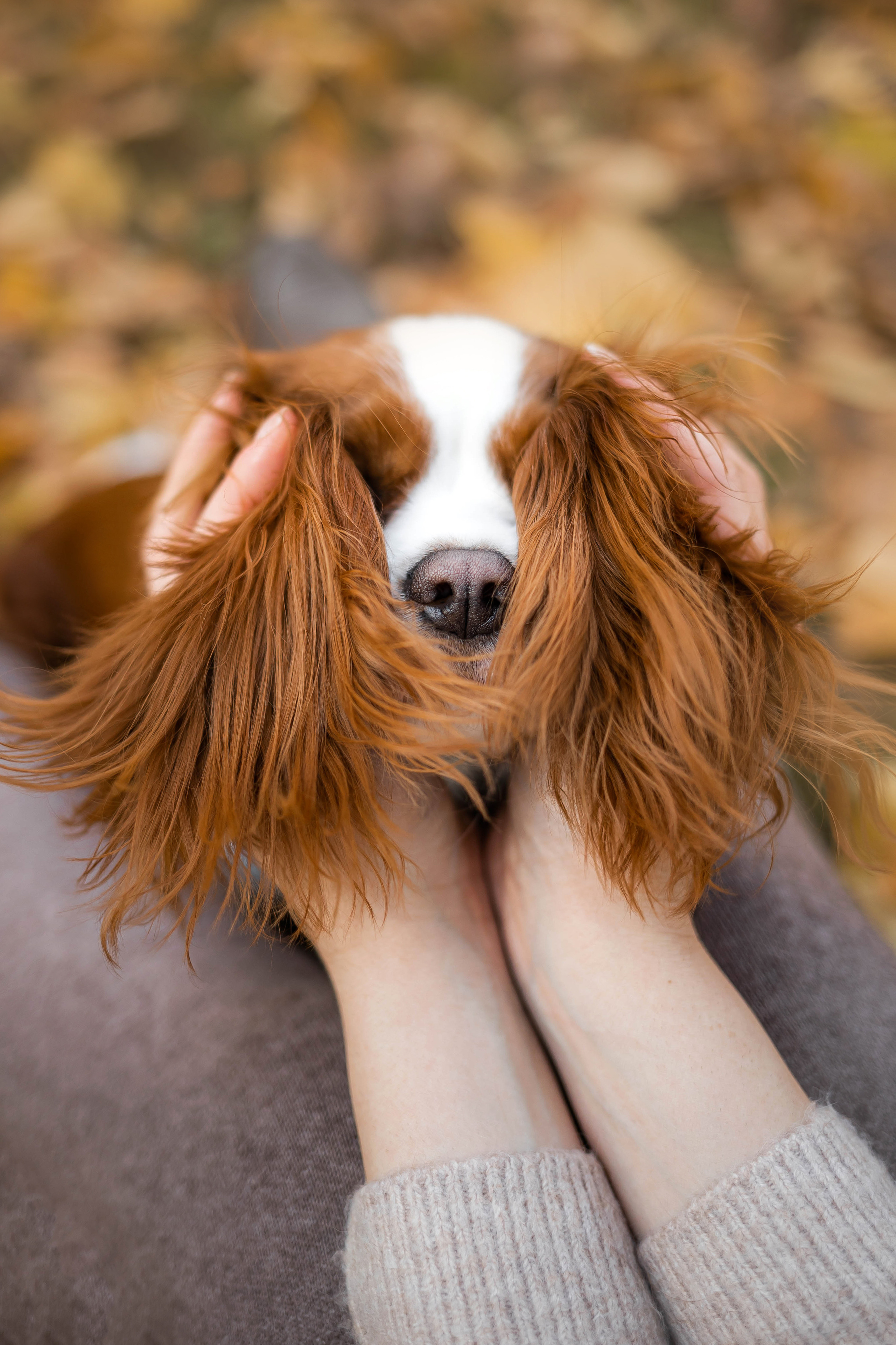 Фотосессия с собакой Флаффи в Москве