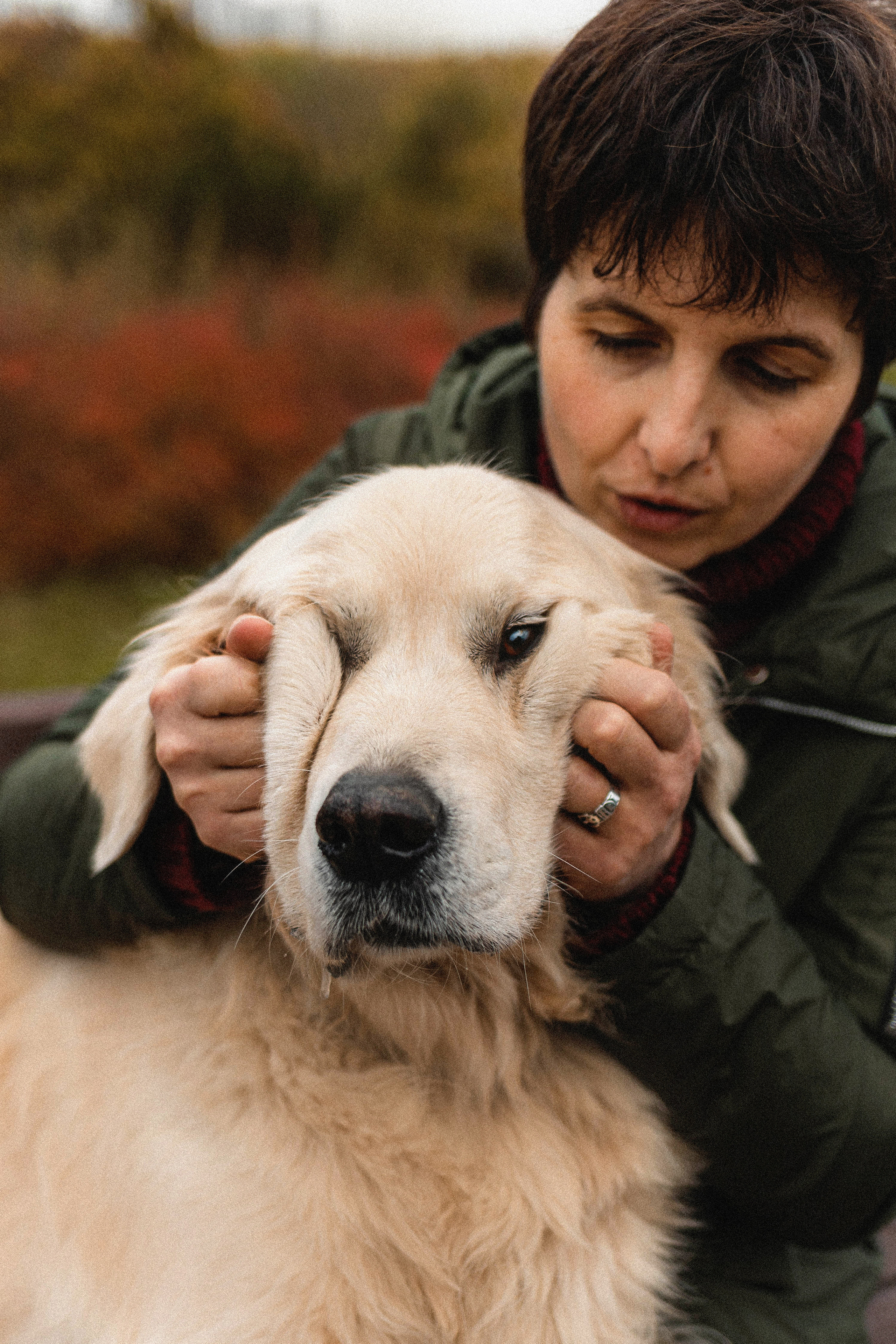 Фотосессия с золотистым ретривером Мартином в Москве