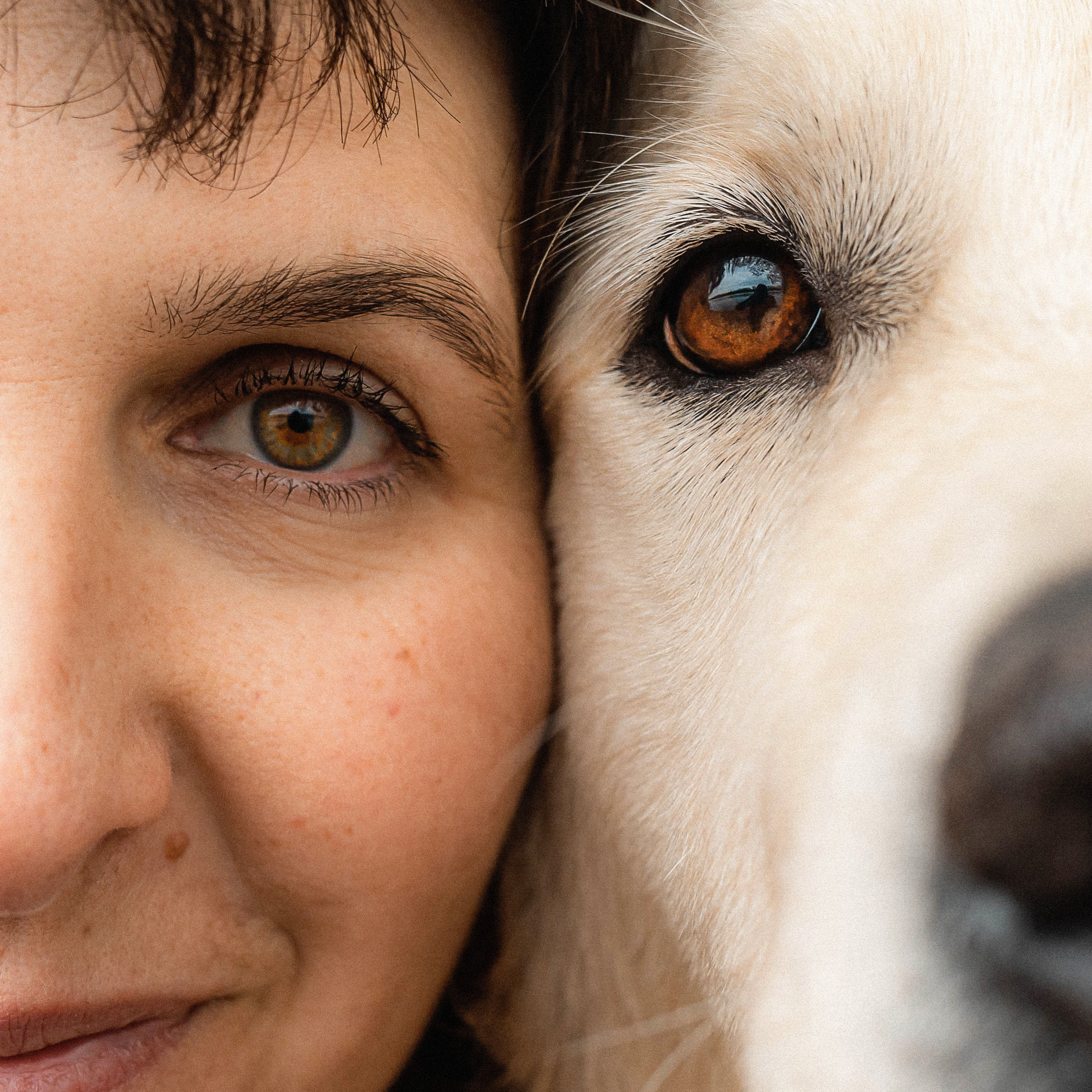 Фотосессия с золотистым ретривером Мартином в Москве