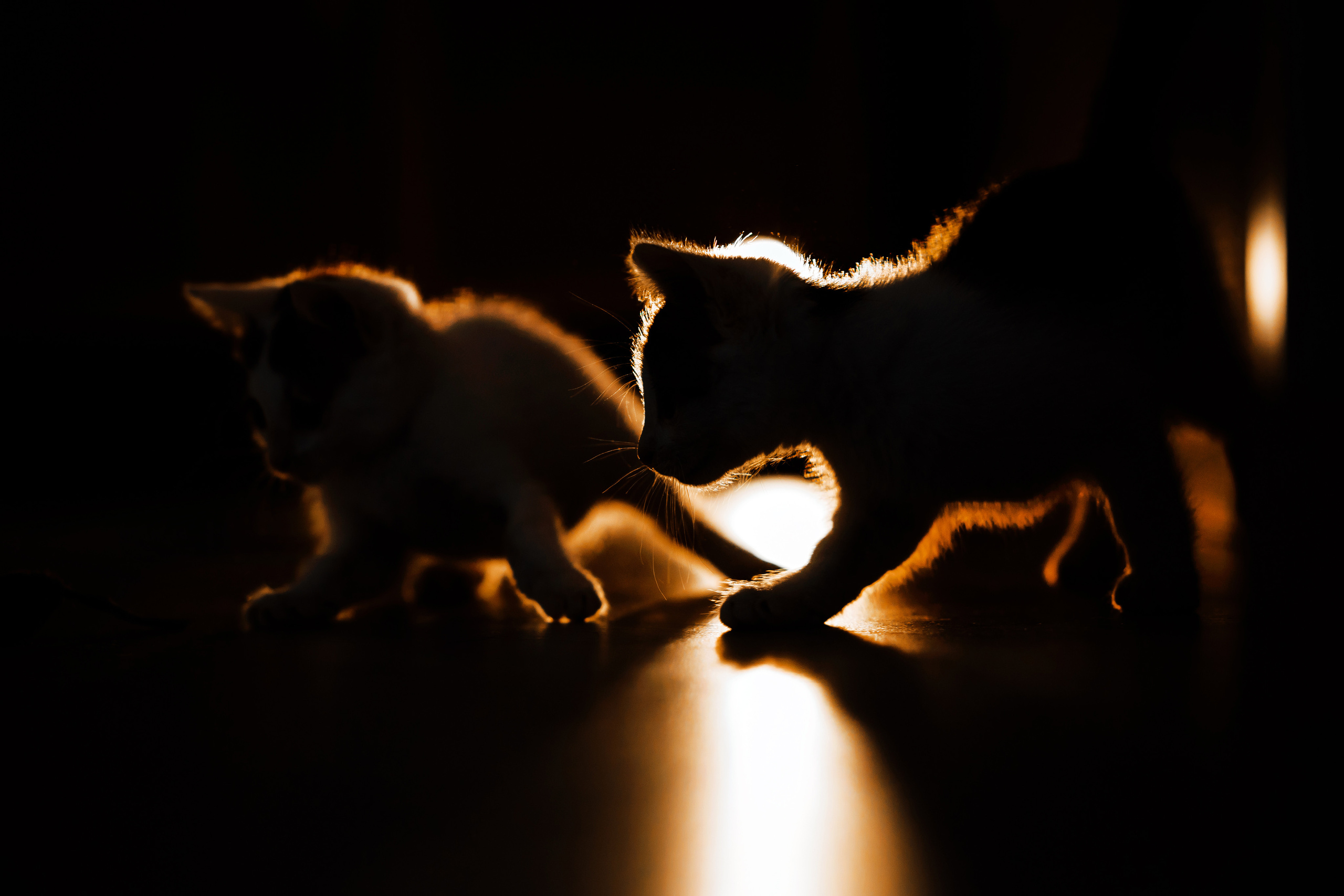 Фотосессия для котят в интерьере