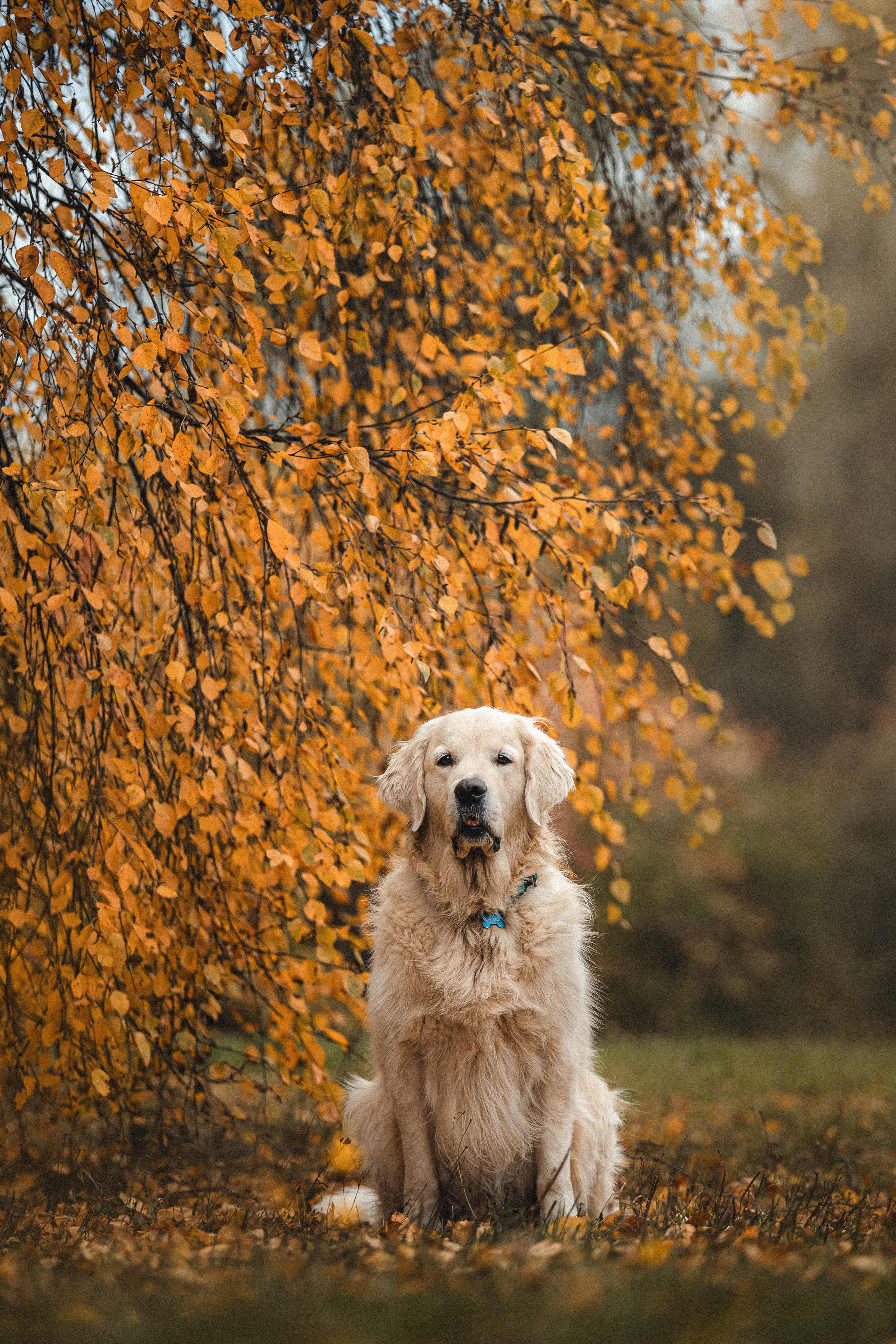 Фотосессия с золотистым ретривером Мартином в Москве