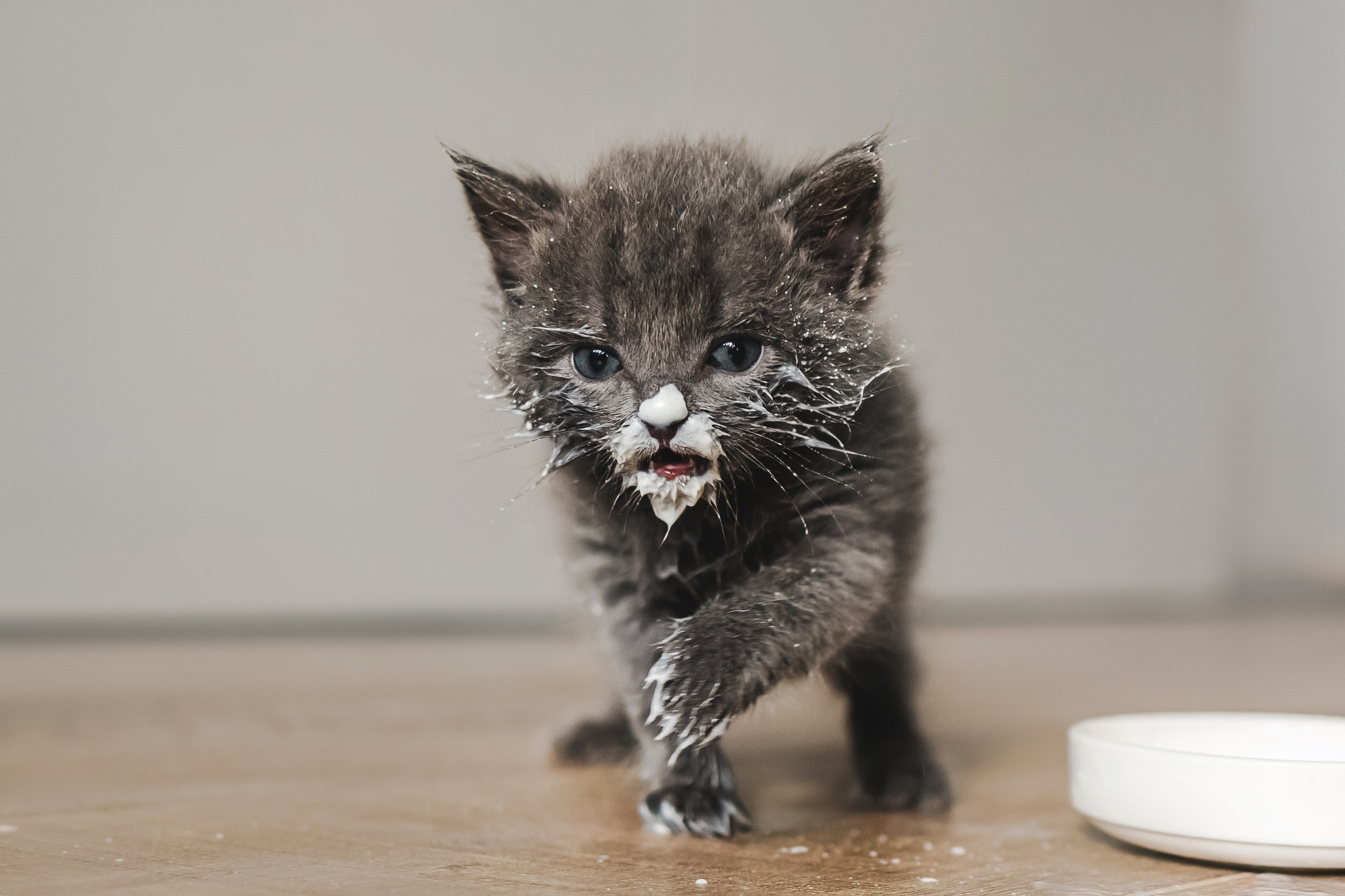 Фотосессия для новорожденных котят