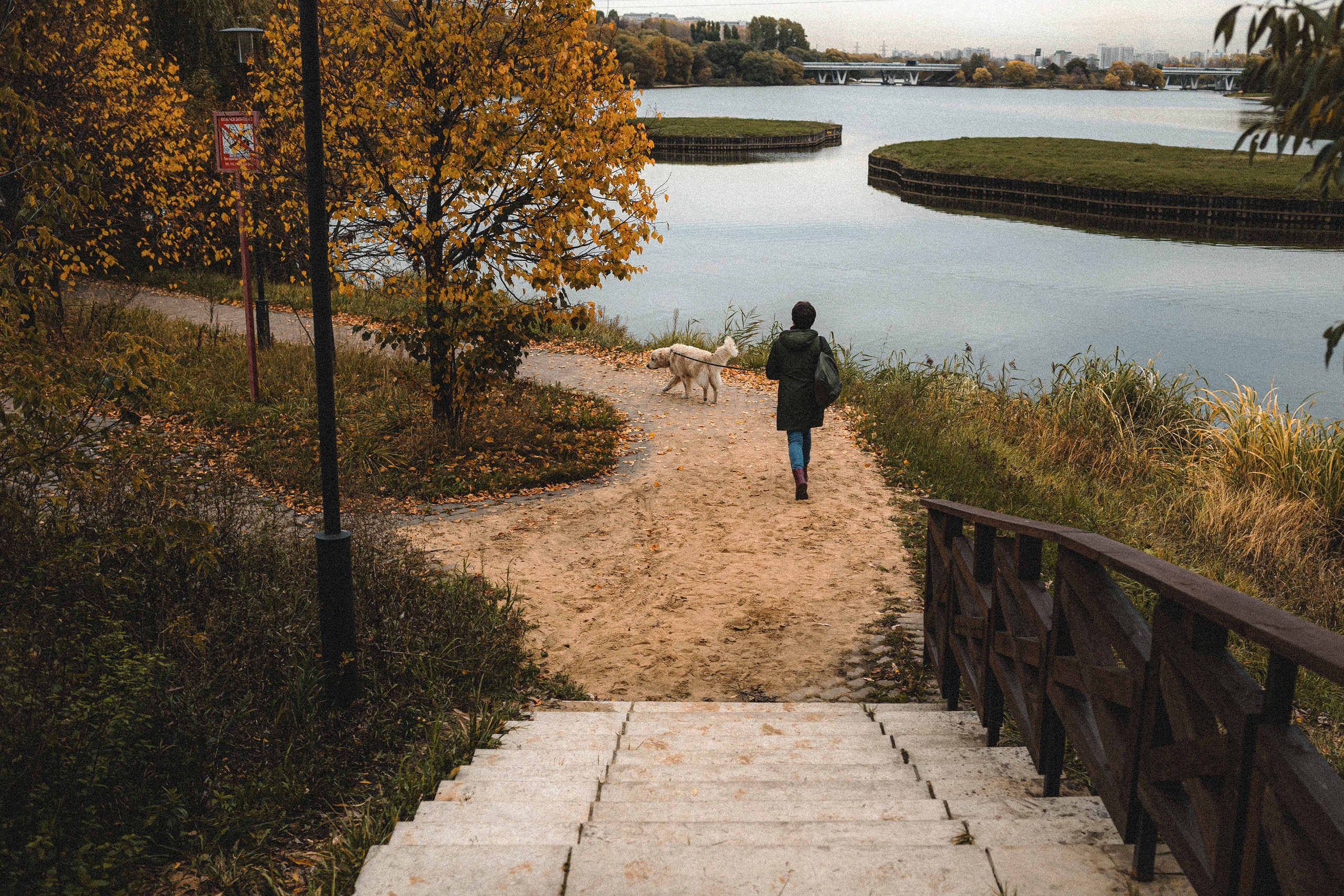 Фотосессия с золотистым ретривером Мартином в Москве