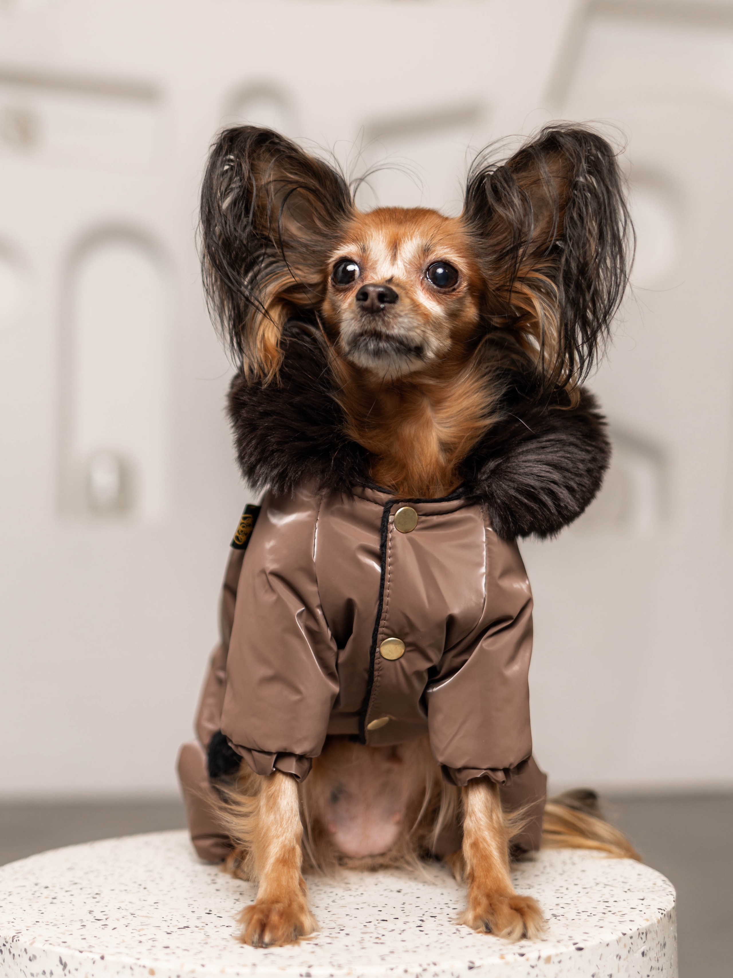 Фотосессия для каталога собачьих товаров на Wildberries