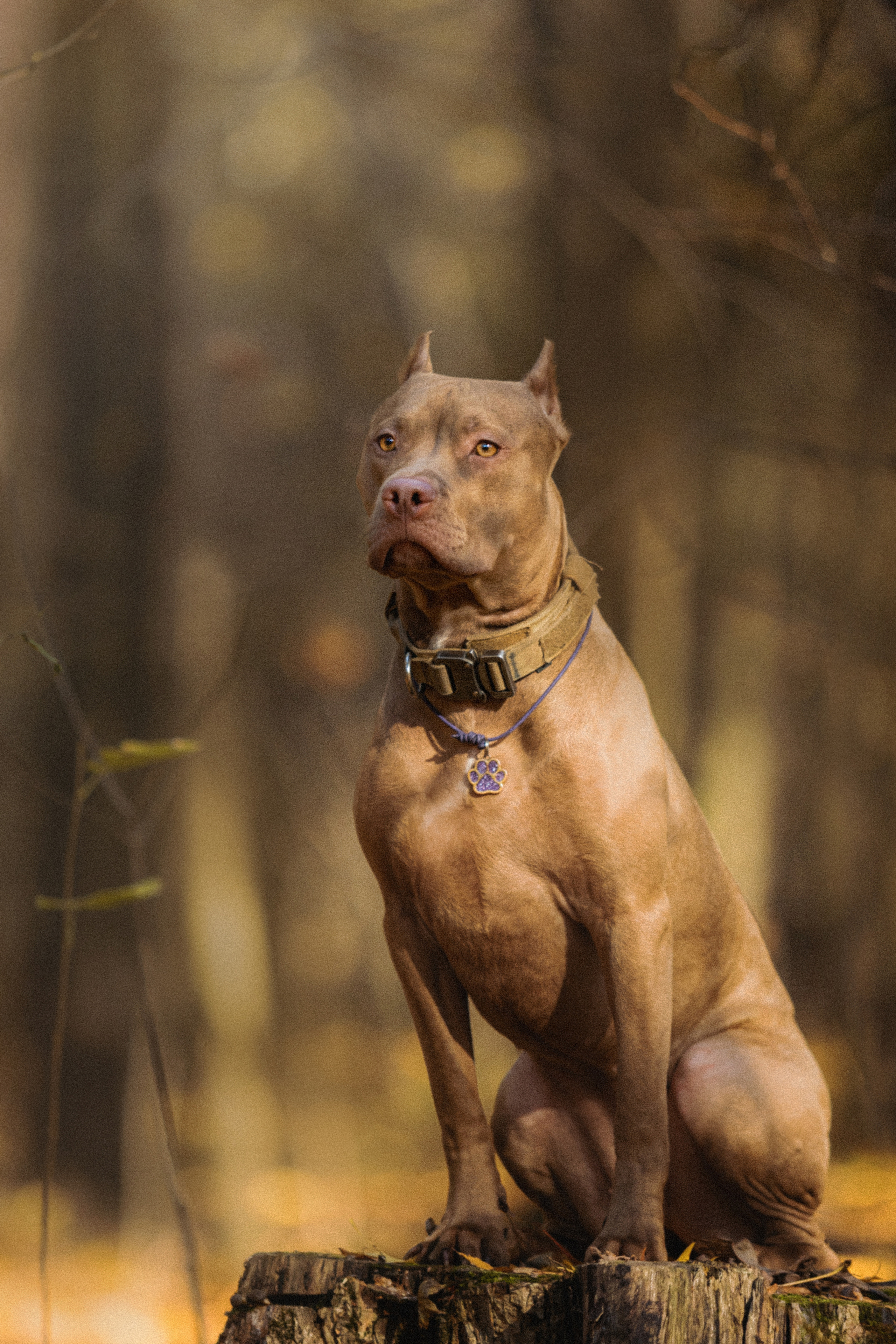 Фотосессия с собаками Камю и Афина в Москве