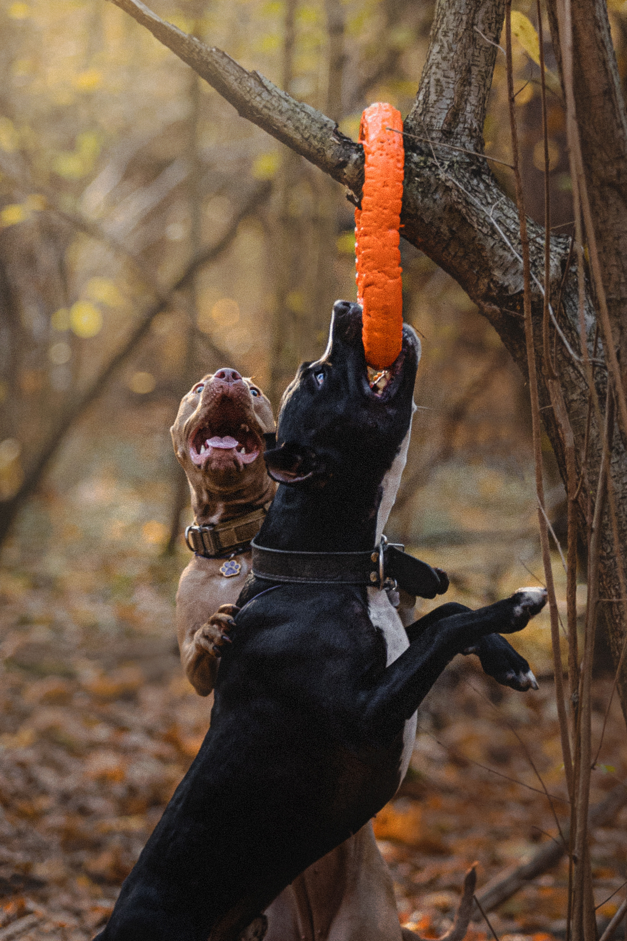Фотосессия с собаками Камю и Афина в Москве