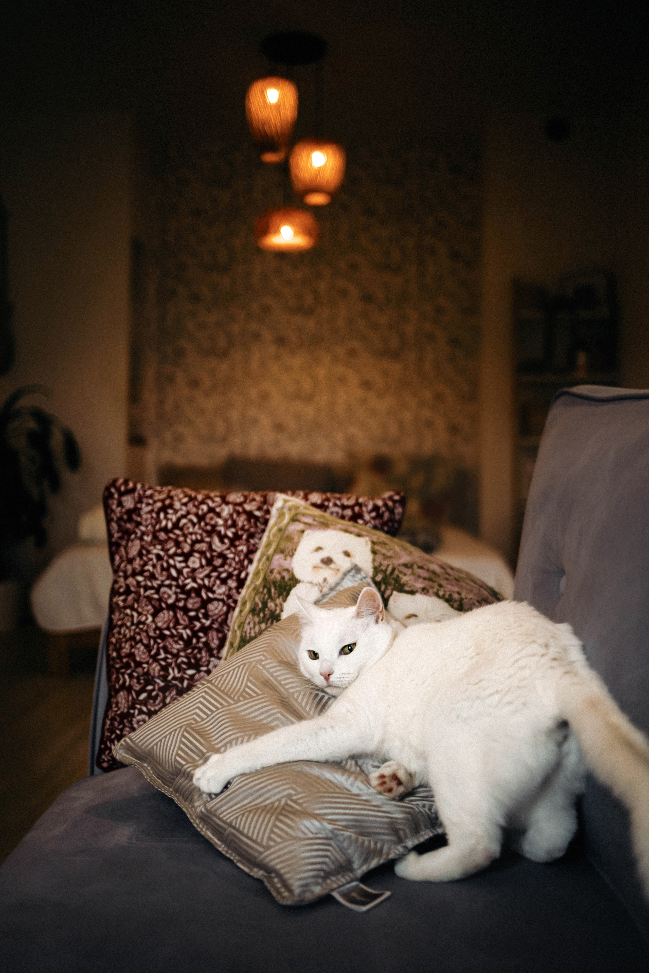 Фотосессия для кота в интерьере