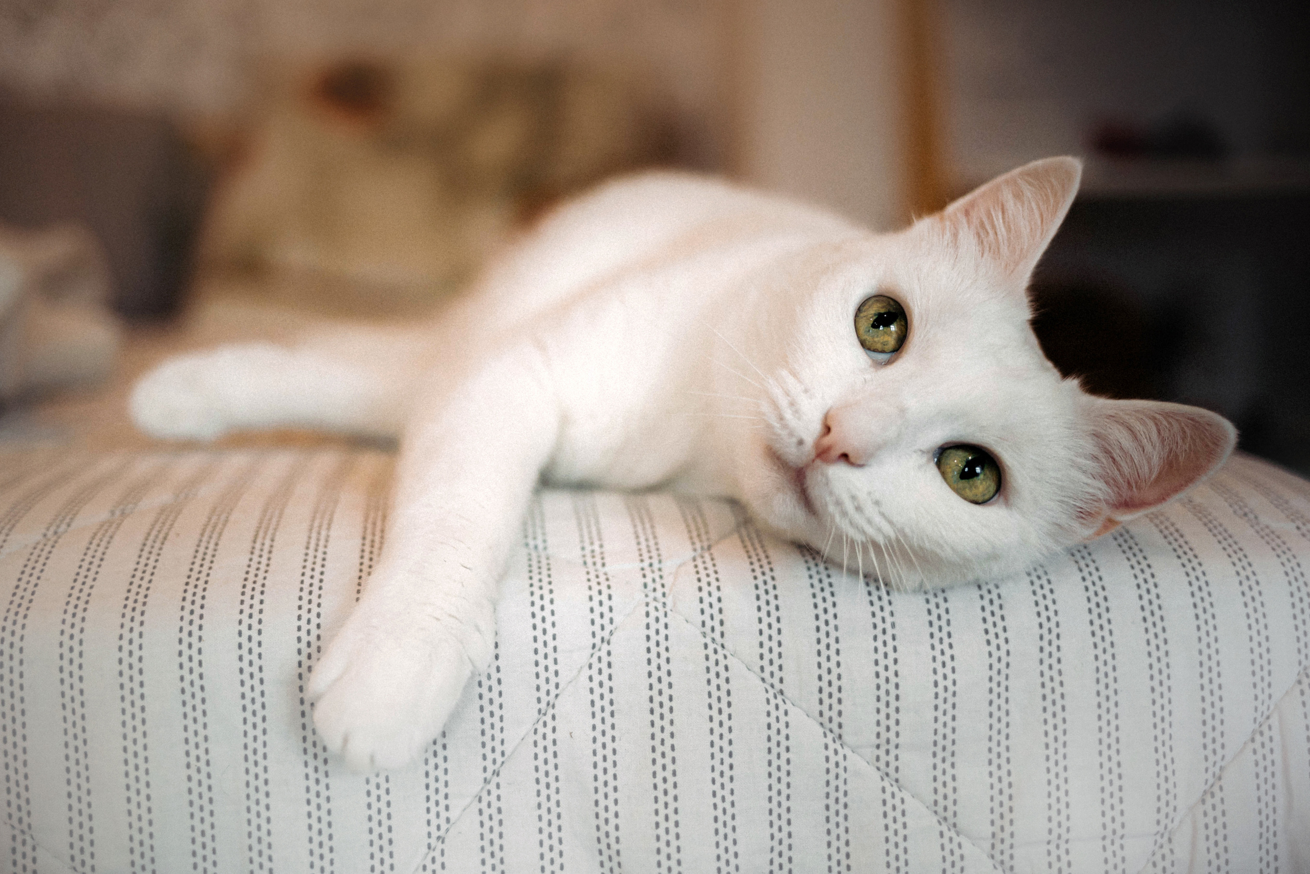 Фотосессия для кота в интерьере