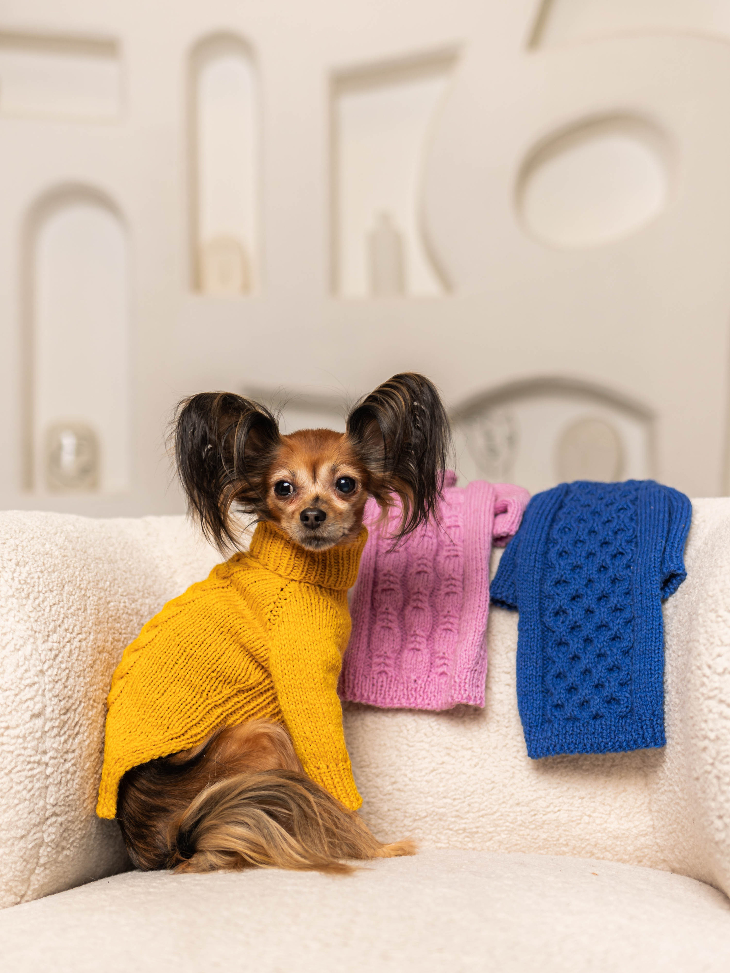 Фотосессия для каталога собачьих товаров на Wildberries