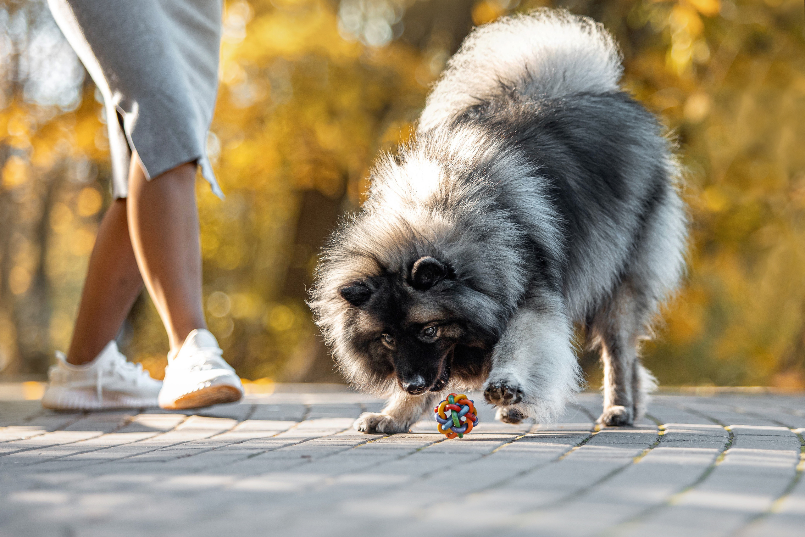 Фотосессия с собакой Чарой в Москве