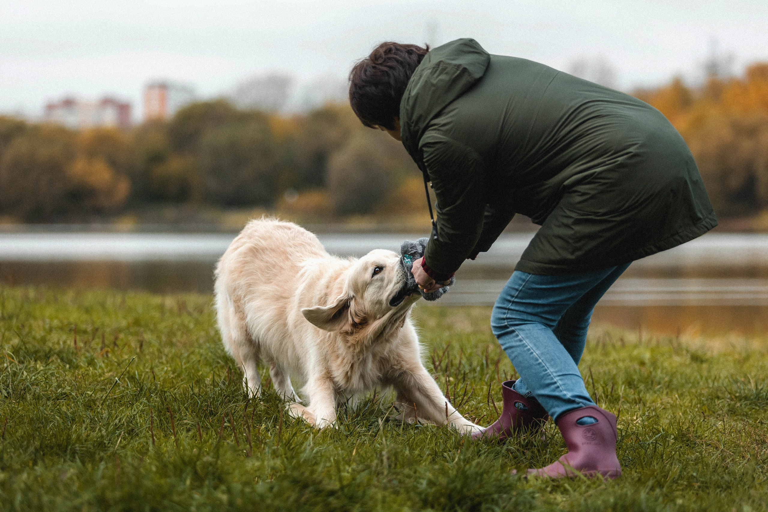 Фотосессия с золотистым ретривером Мартином в Москве