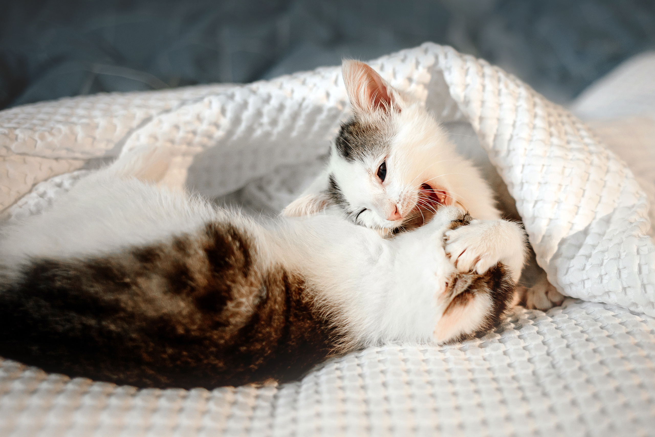 Фотосессия для котят в интерьере