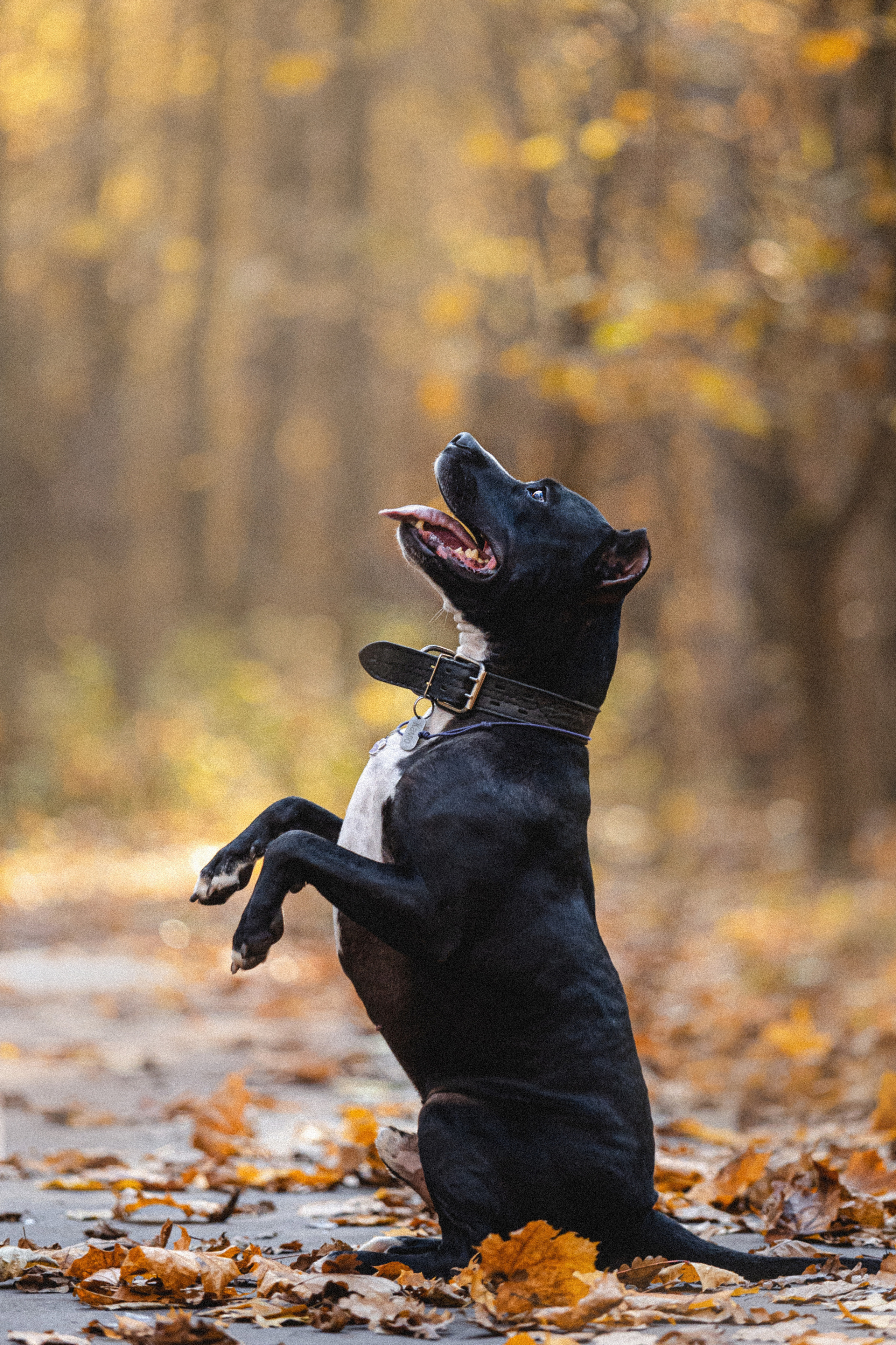 Фотосессия с собаками Камю и Афина в Москве
