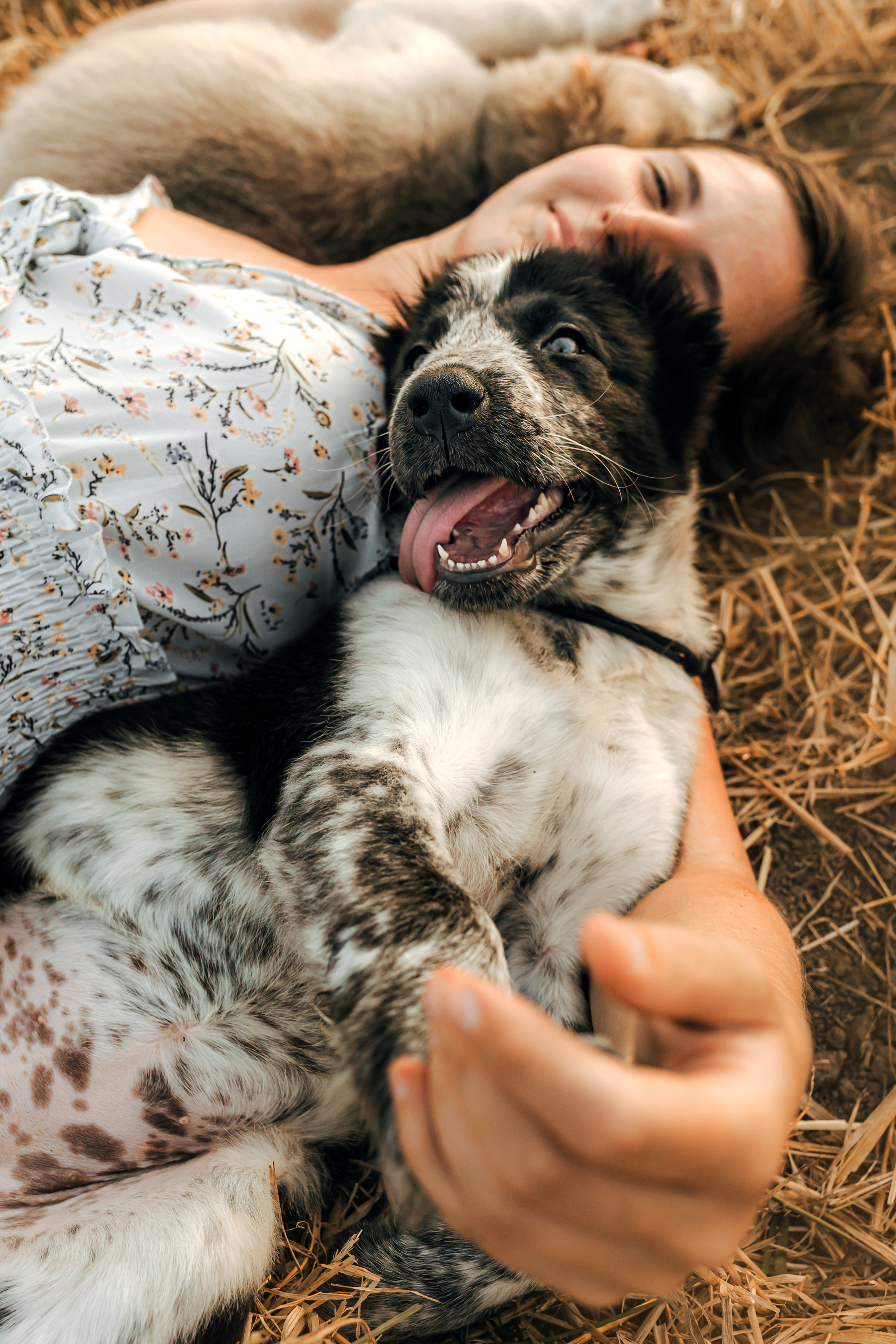 Фотосессия со стогами сена с собаками в Москве