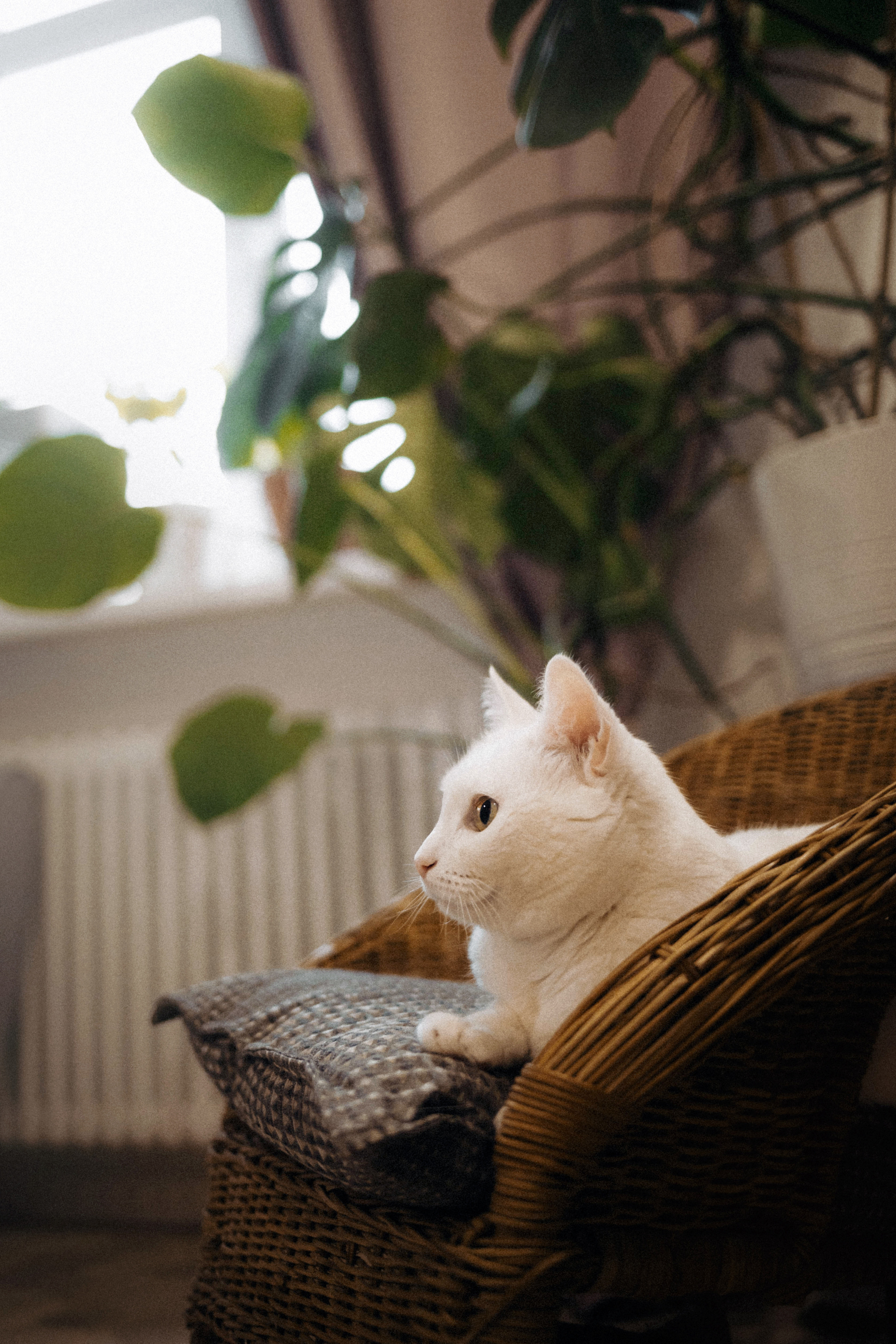 Фотосессия для кота в интерьере