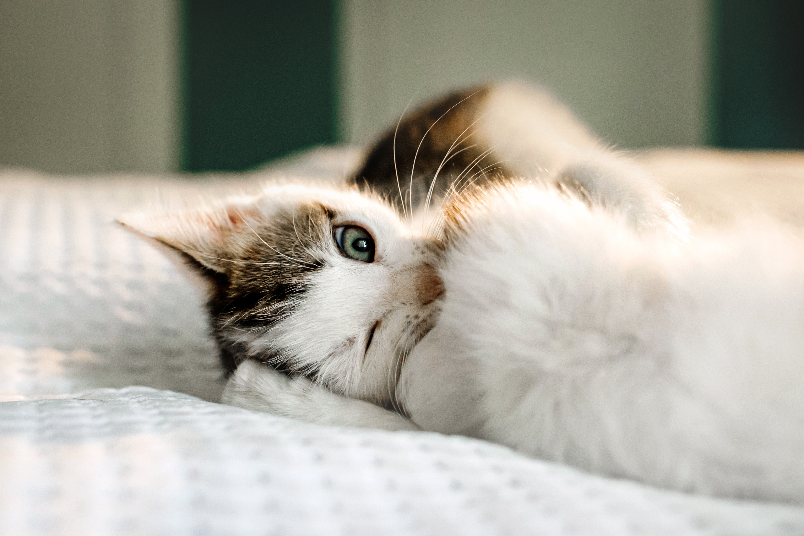 Фотосессия для котят в интерьере