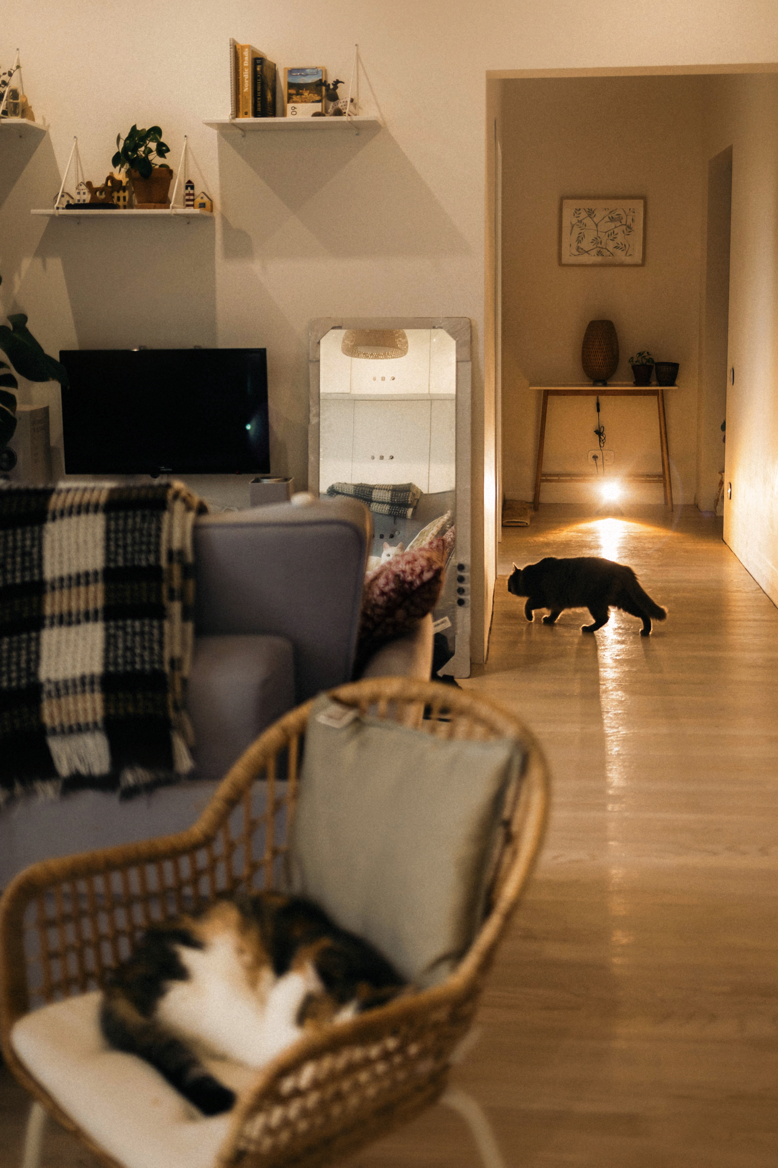 Фотосессия для кота в интерьере