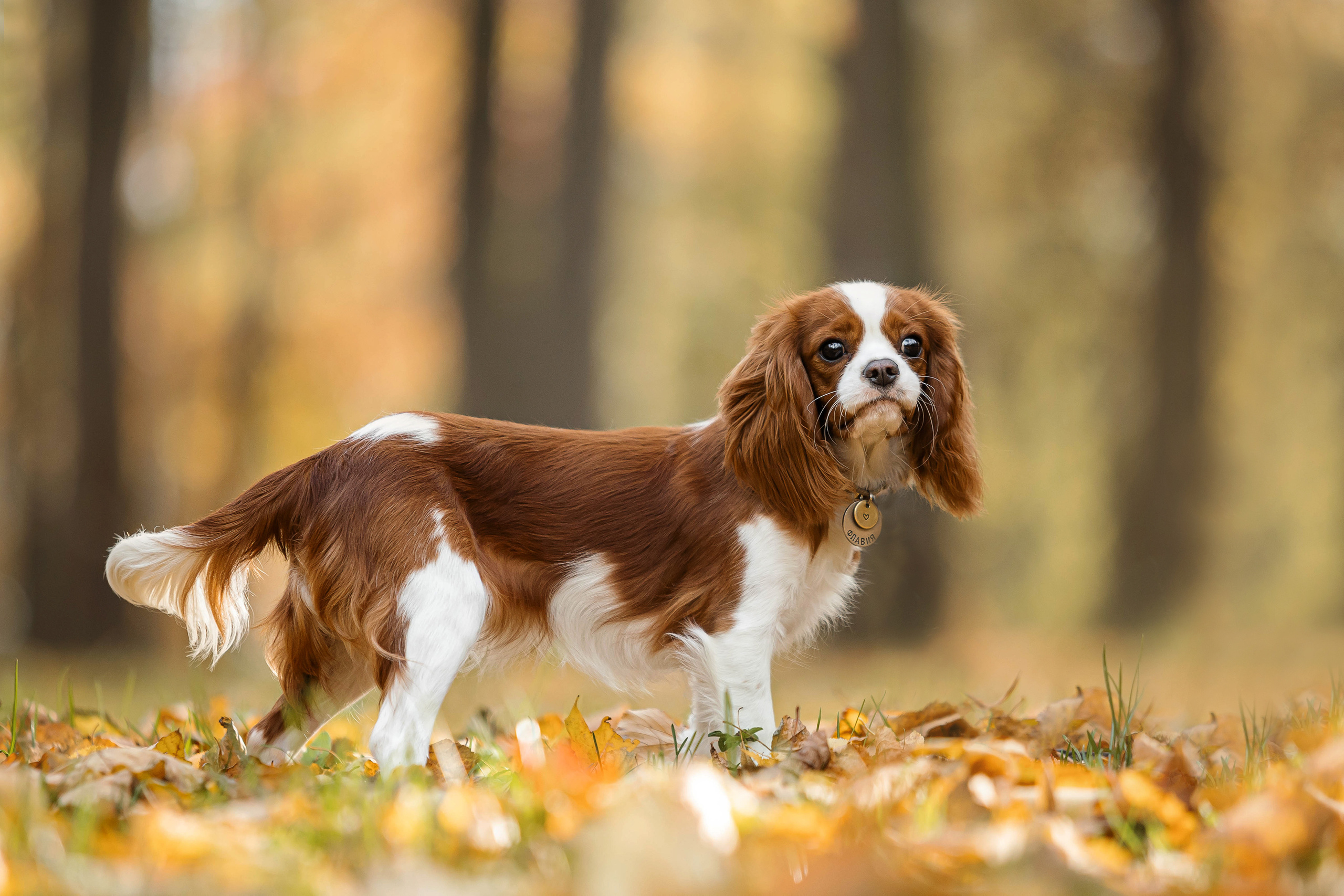 Фотосессия с собакой Флаффи в Москве
