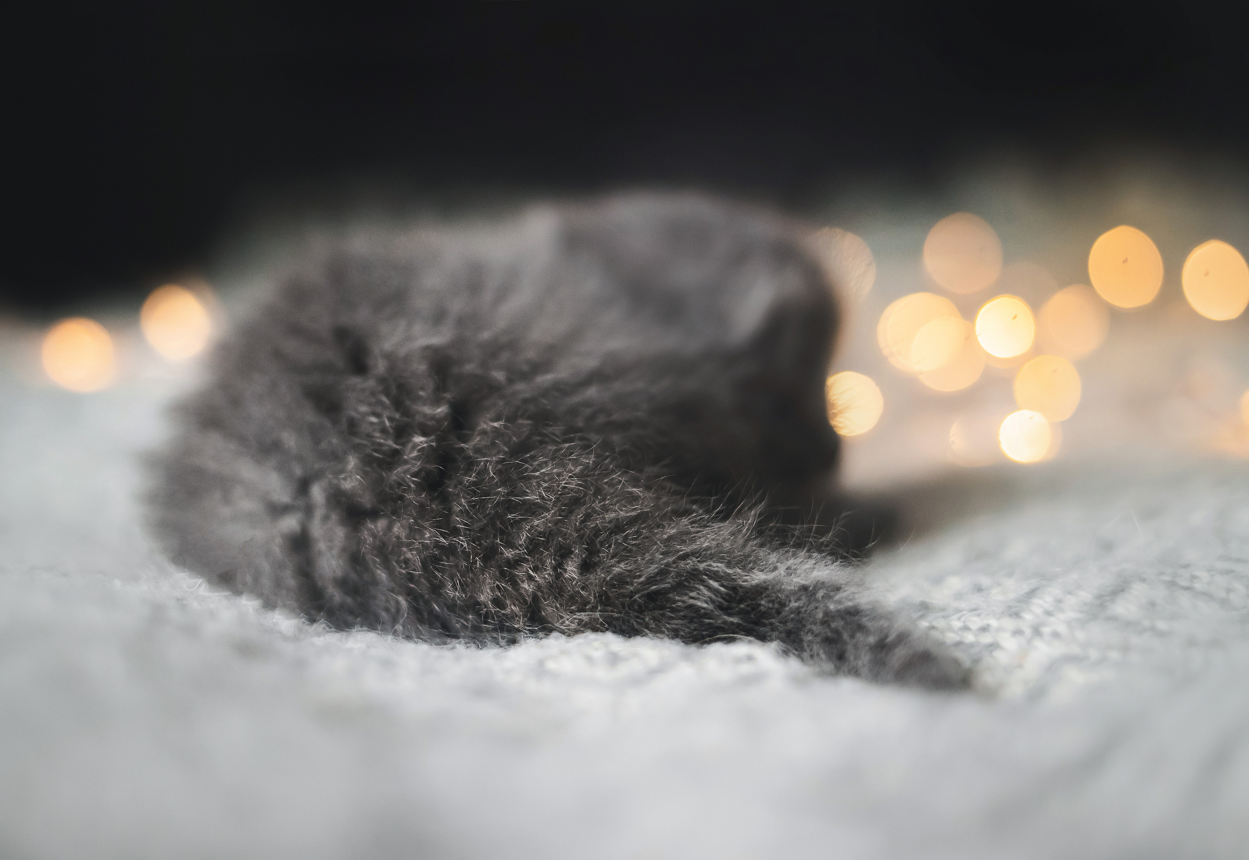 Фотосессия для новорожденных котят