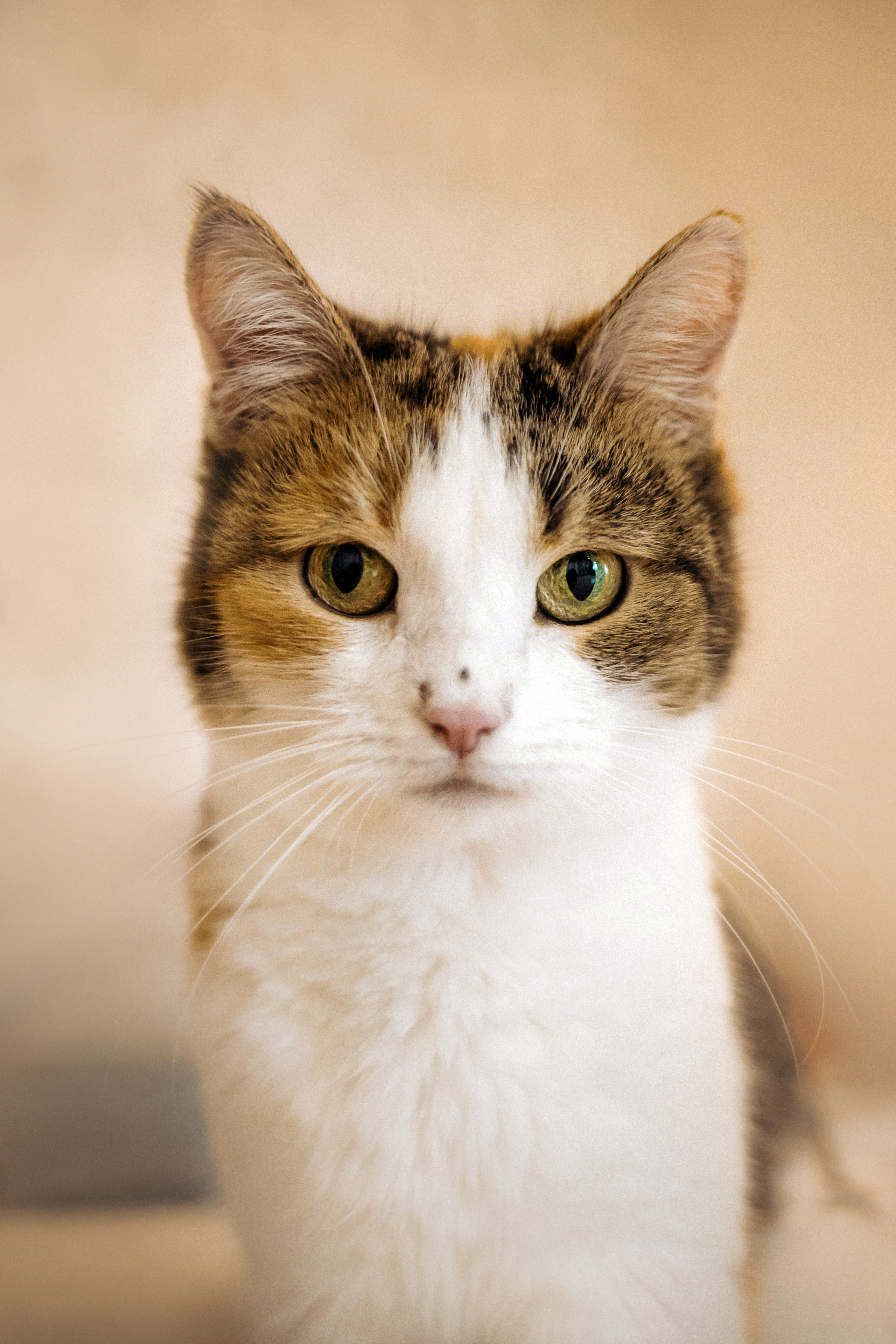 Фотосессия для кота в интерьере