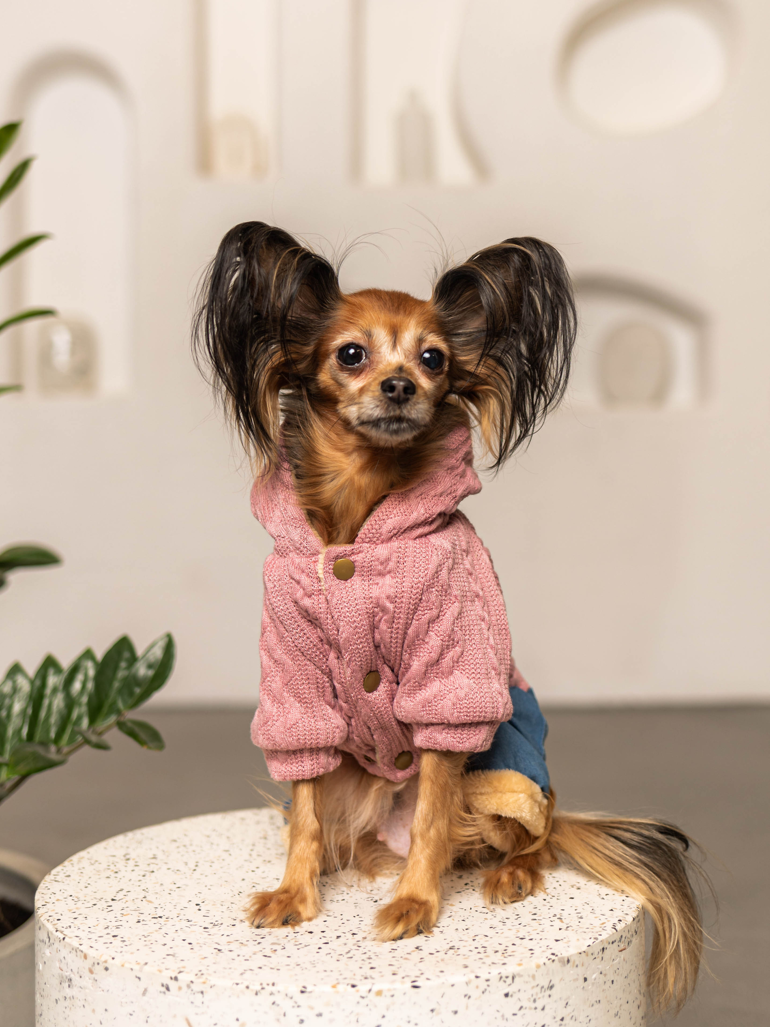 Фотосессия для каталога собачьих товаров на Wildberries