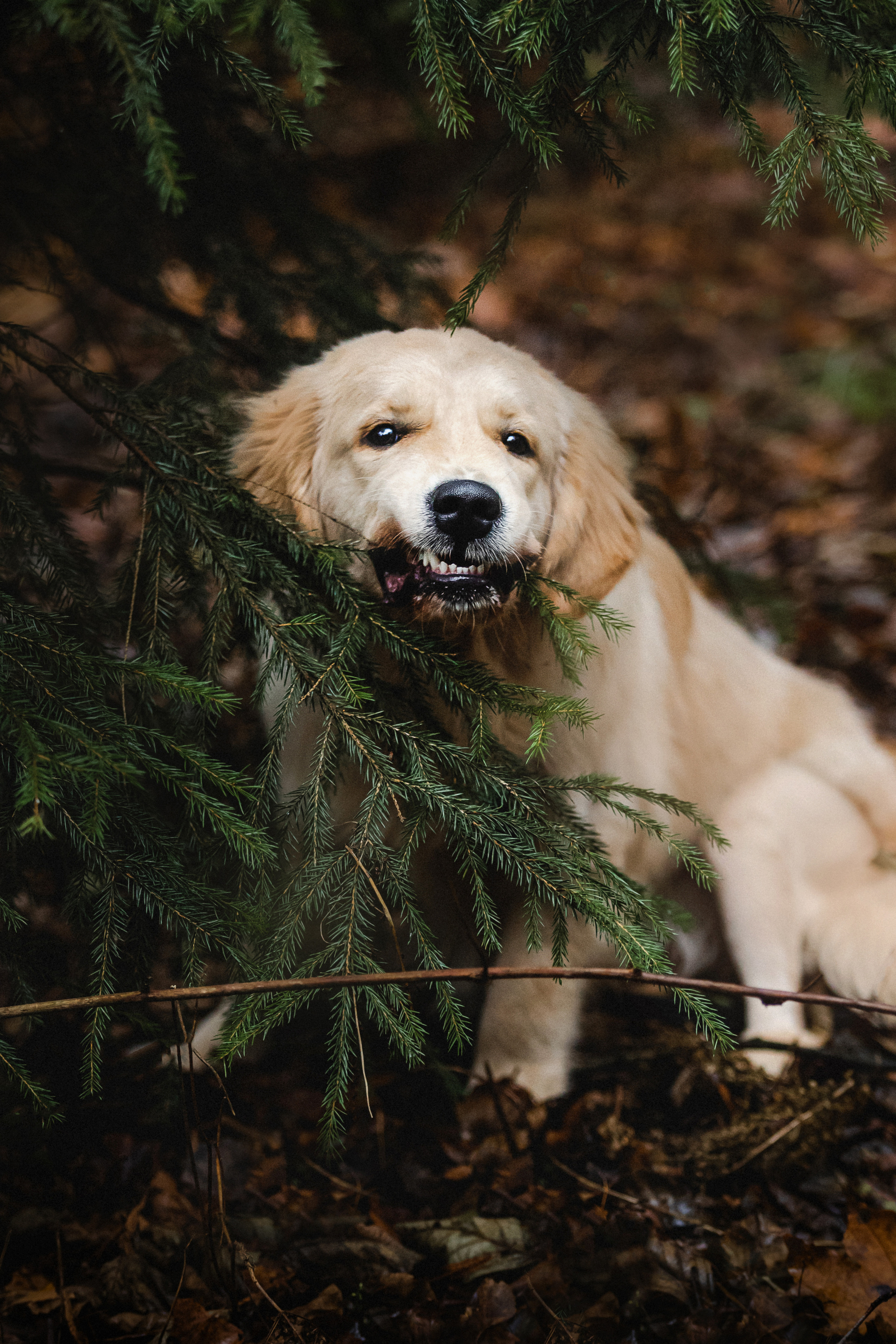 Фотосессия с собакой Гринч в Москве